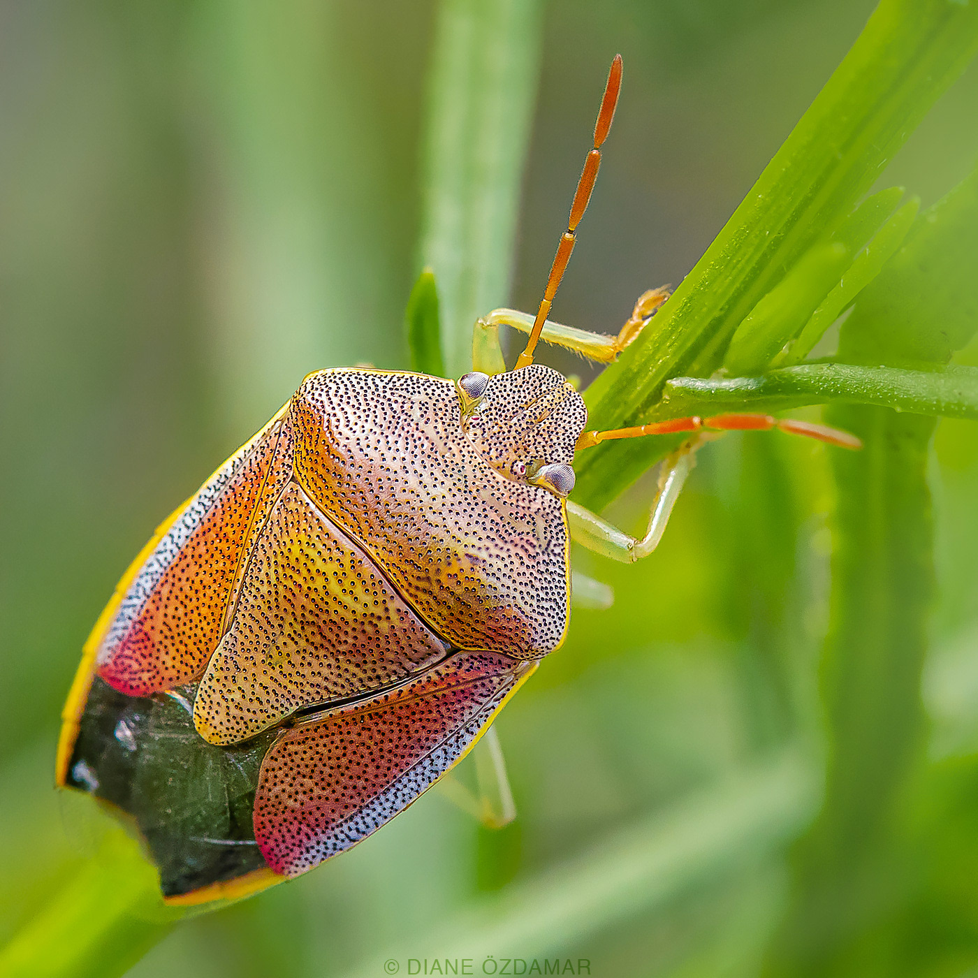 Piezodorus lituratus - Damiatte, France - November 2019