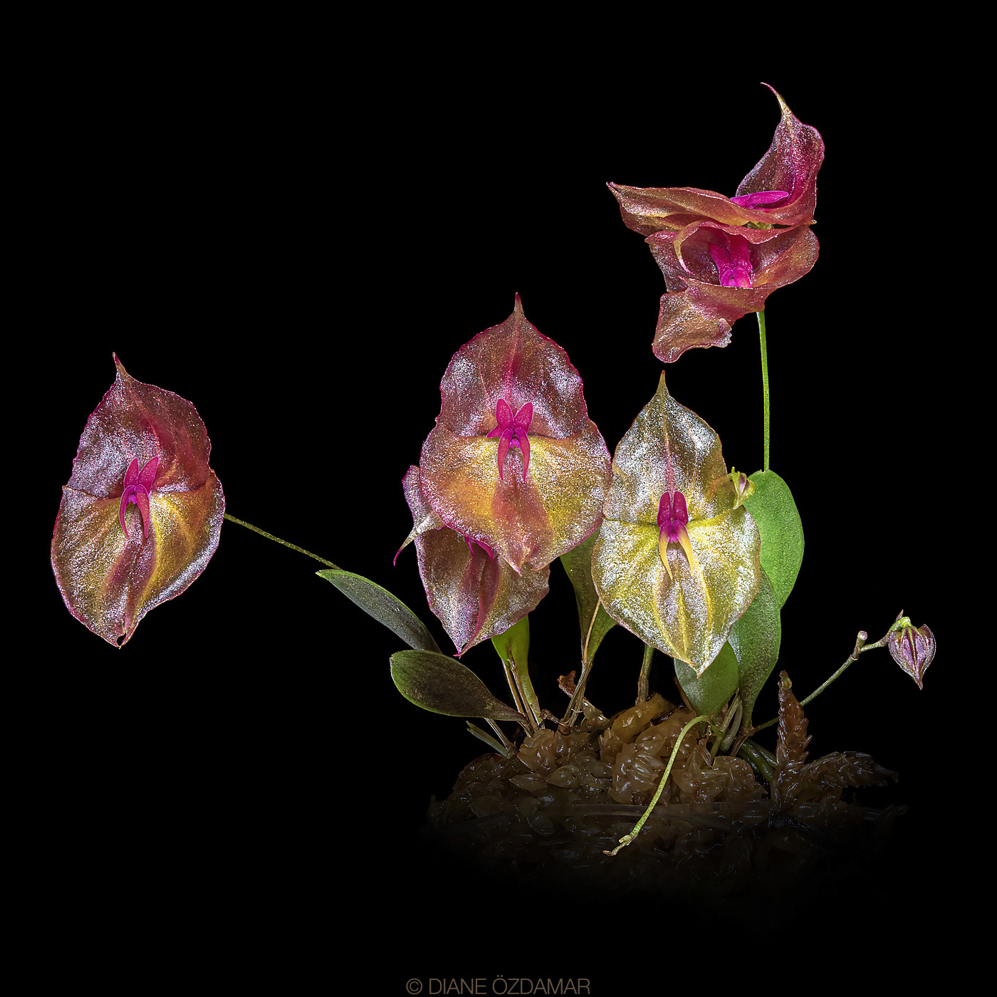 Lepanthes leporina