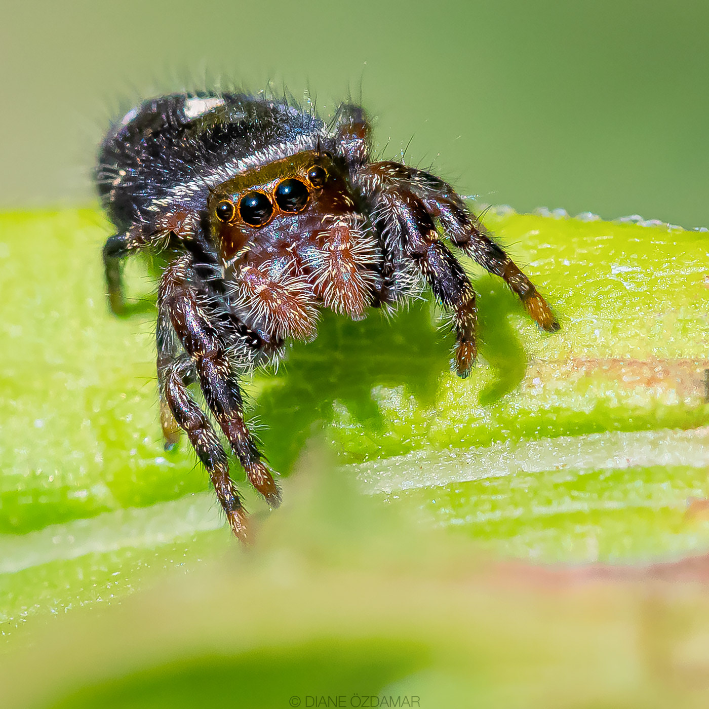 Phidippus audax - Botanical garden of Montreal, QC, Canada - August 2020