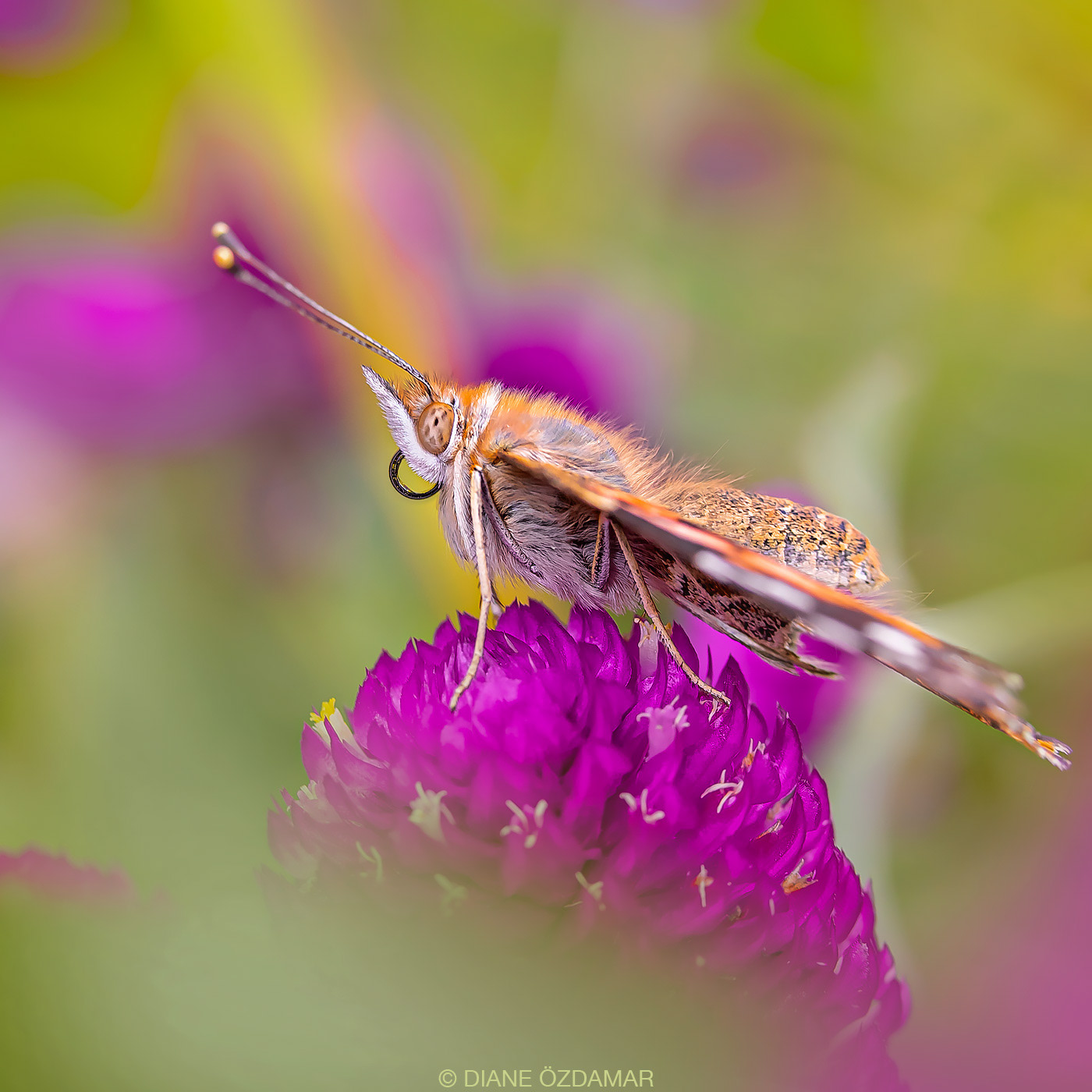 Vanessa cardui - Botanical garden of Montreal, QC, Canada - September 2019