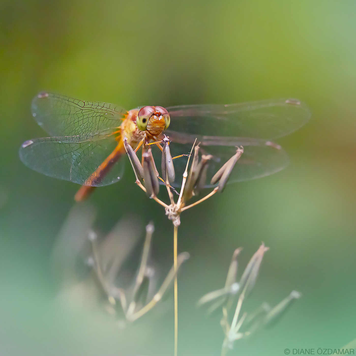 Sympetrum sp. (female) - Mont-Royal, Montreal, Qc, Canada - August 2019