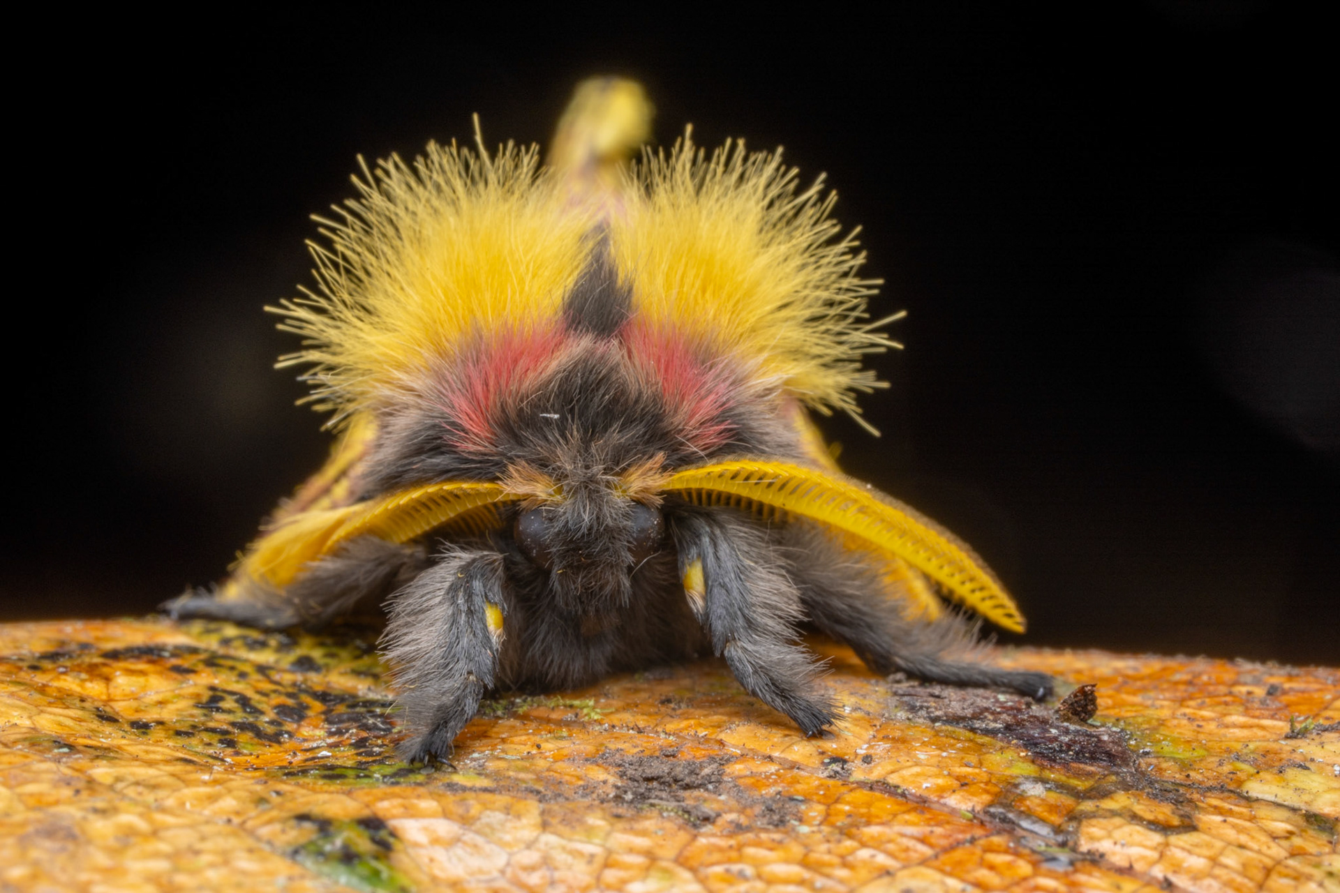 Genus Lemaireodirphia