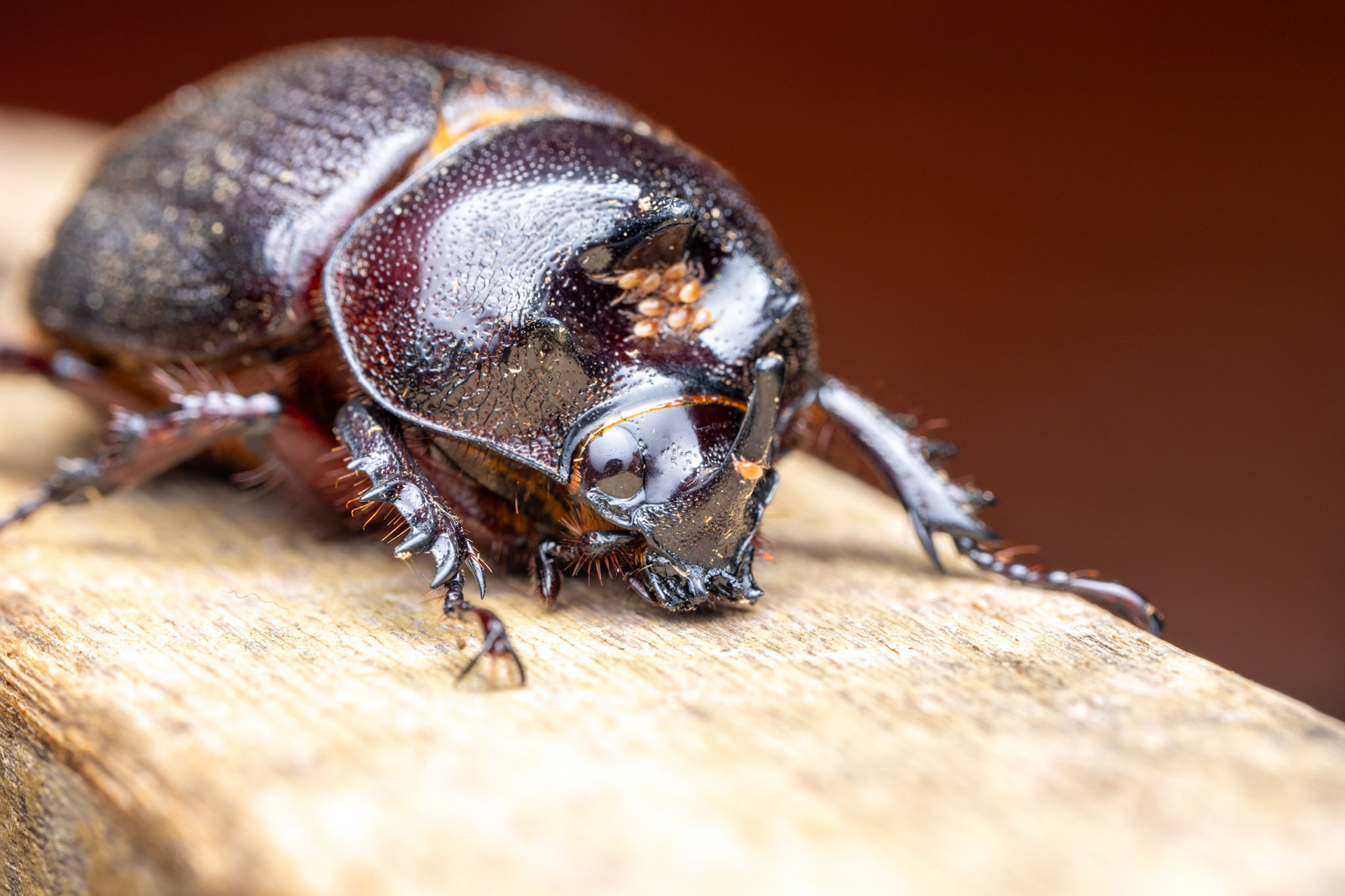 Rhinoceros beetles - subfamily Dynastinae