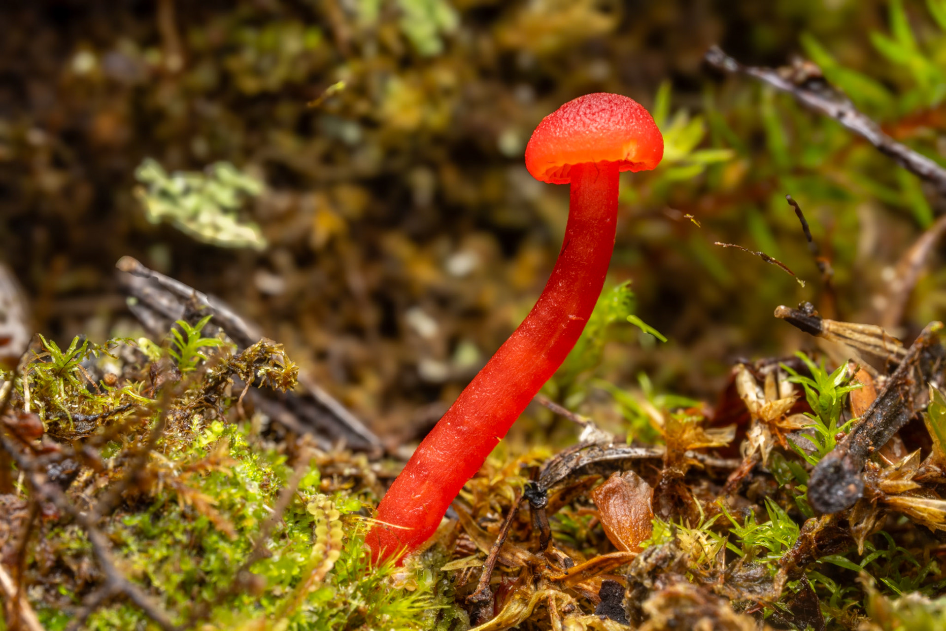 Hygrocybe sp.