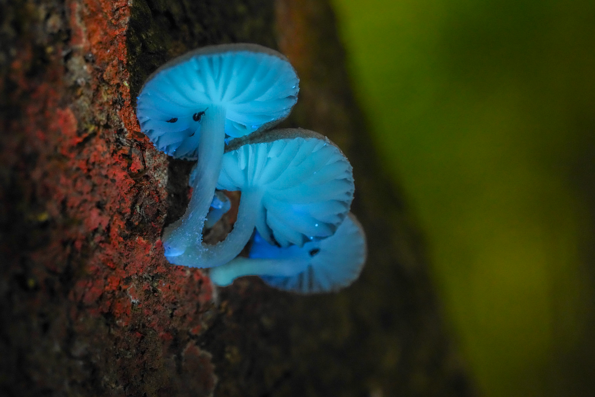Oudemansiella cubensis UV