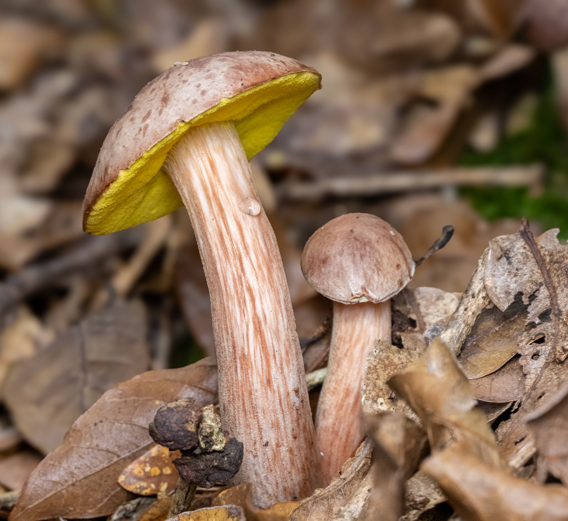 Sour Gold-pored Bolete