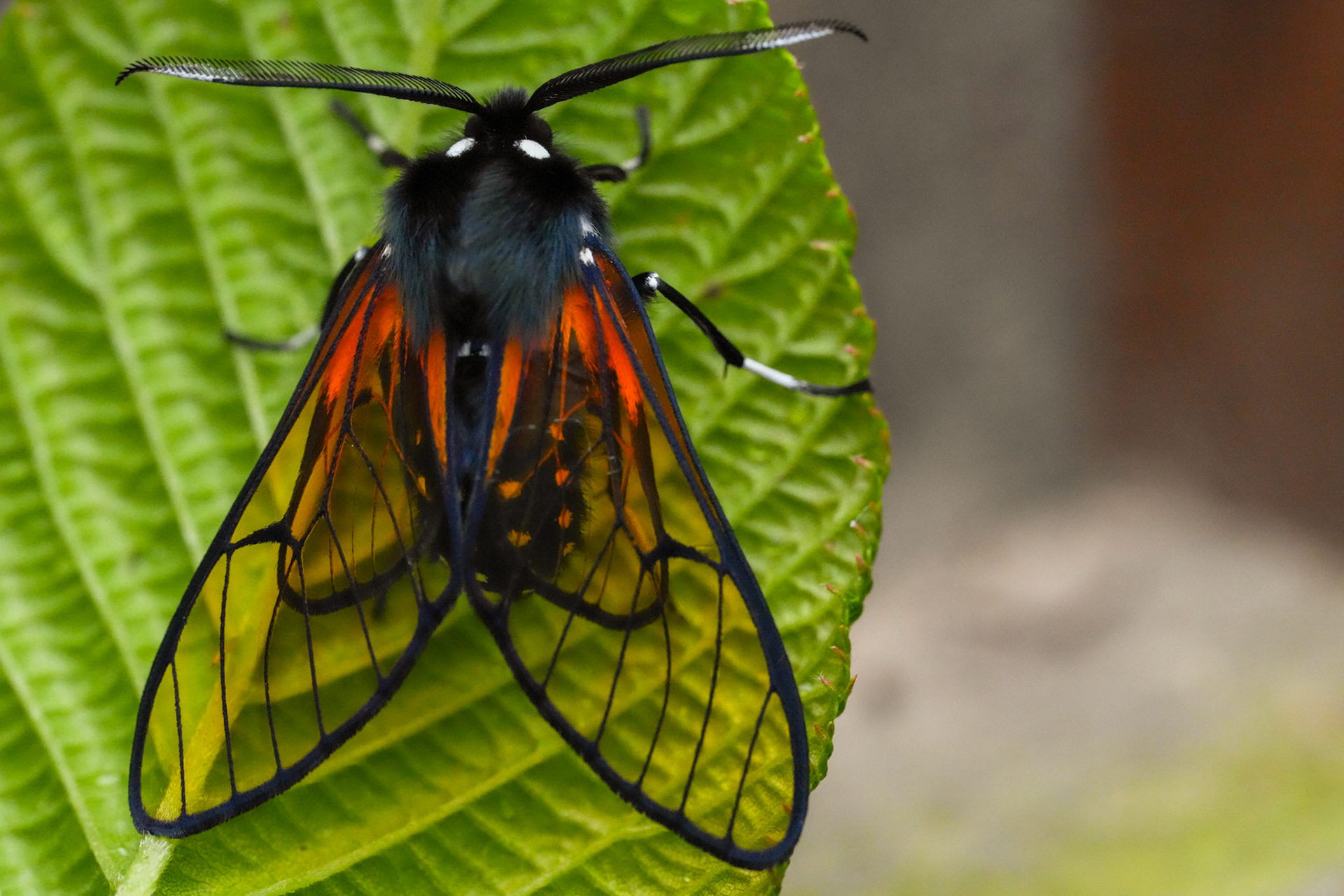 Dasysphinx volatilis