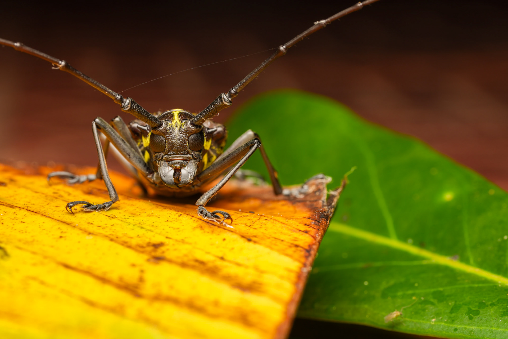 aeniotes praeclarus, member of Flat-faced Longhorn Beetles Subfamily Lamiinae