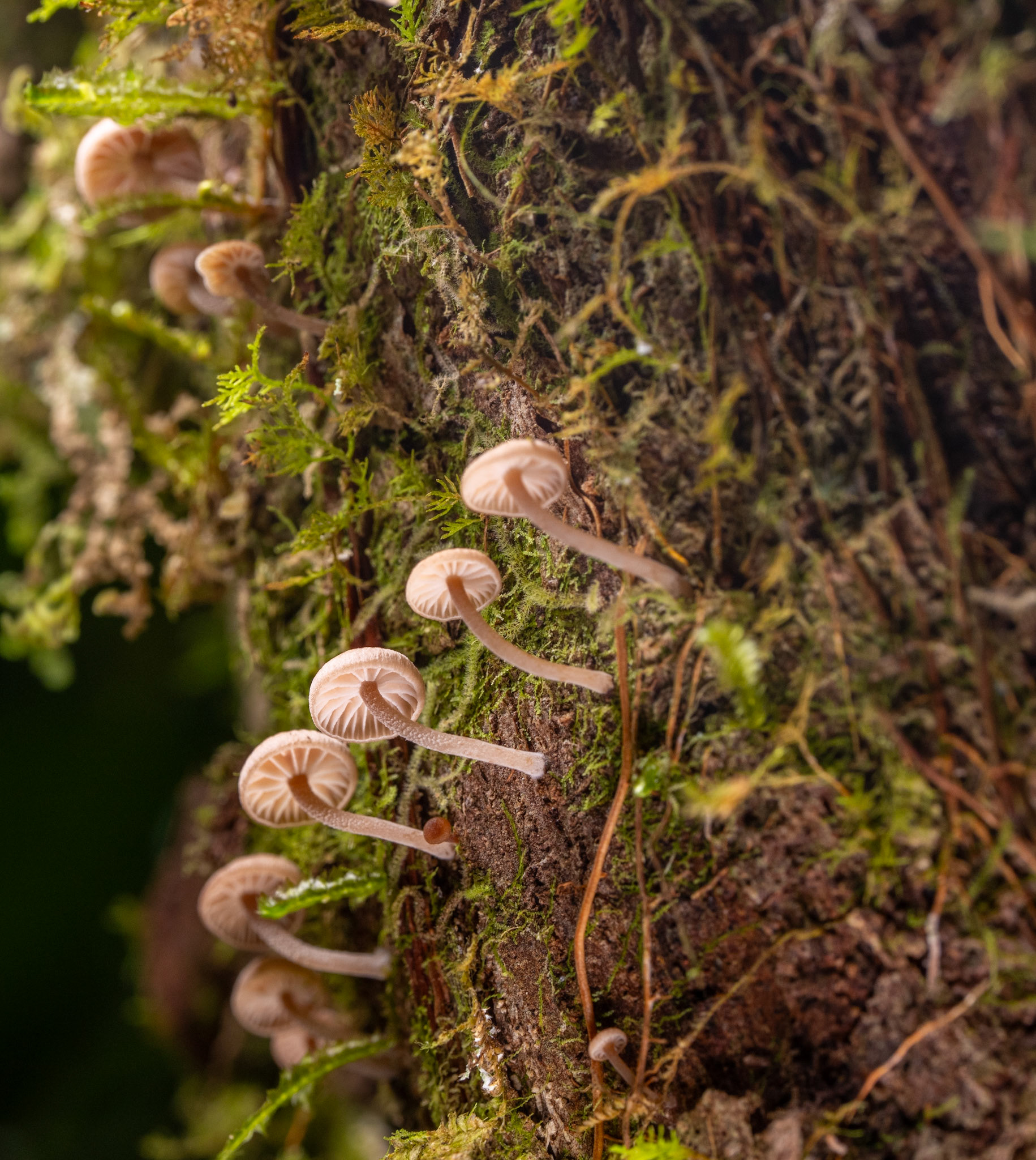 mycena sp.