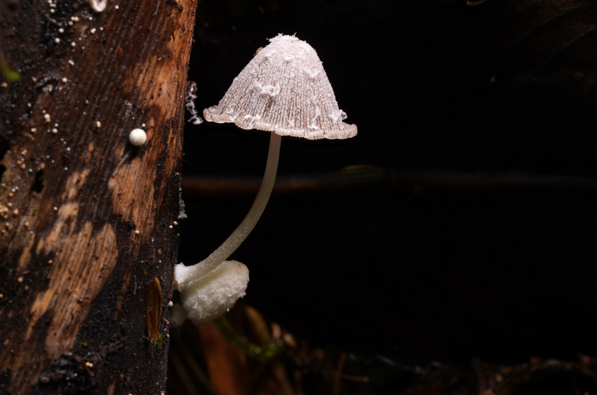 Coprinopsis Sect. Coprinopsis