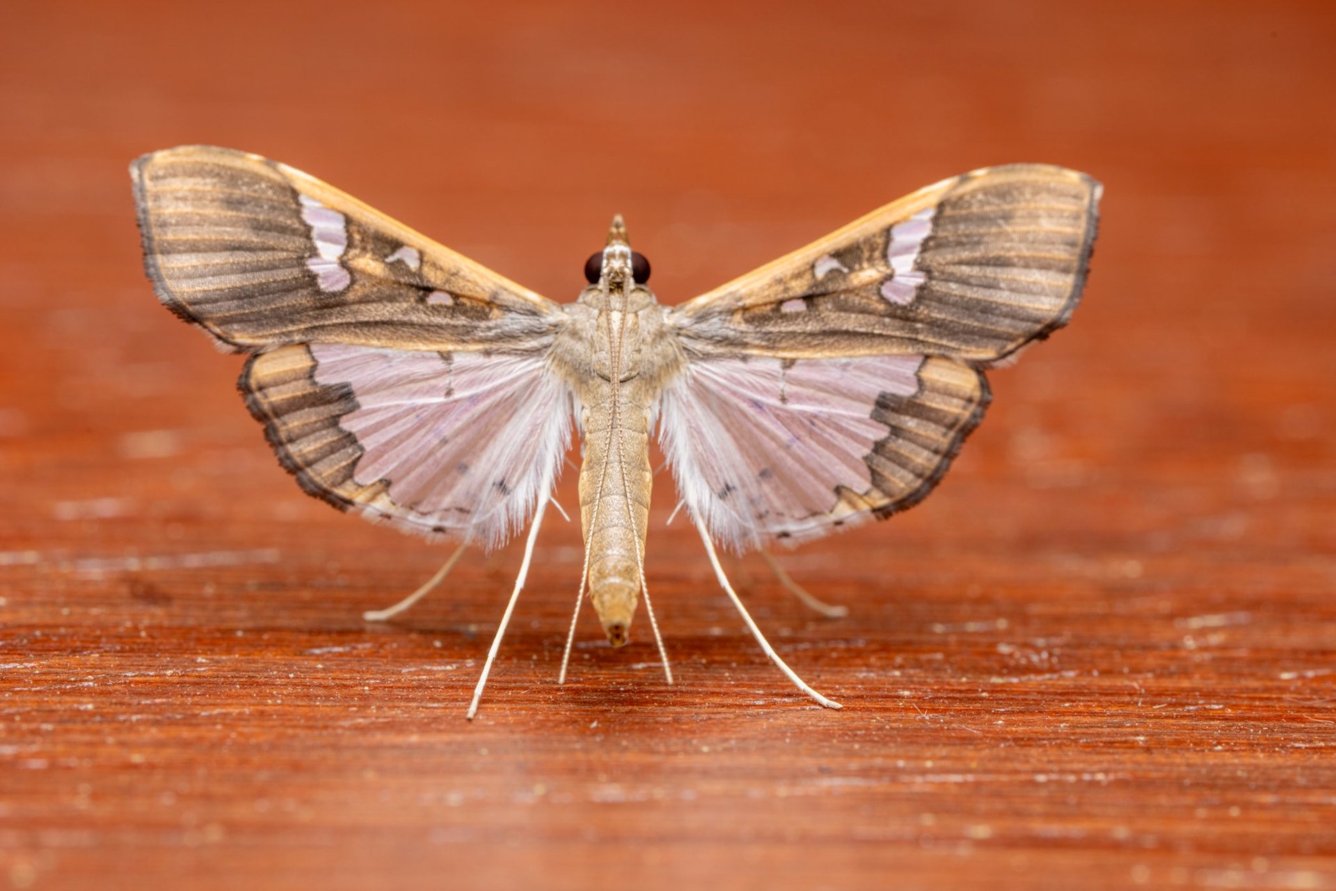 Mung Bean Moth Maruca vitrata