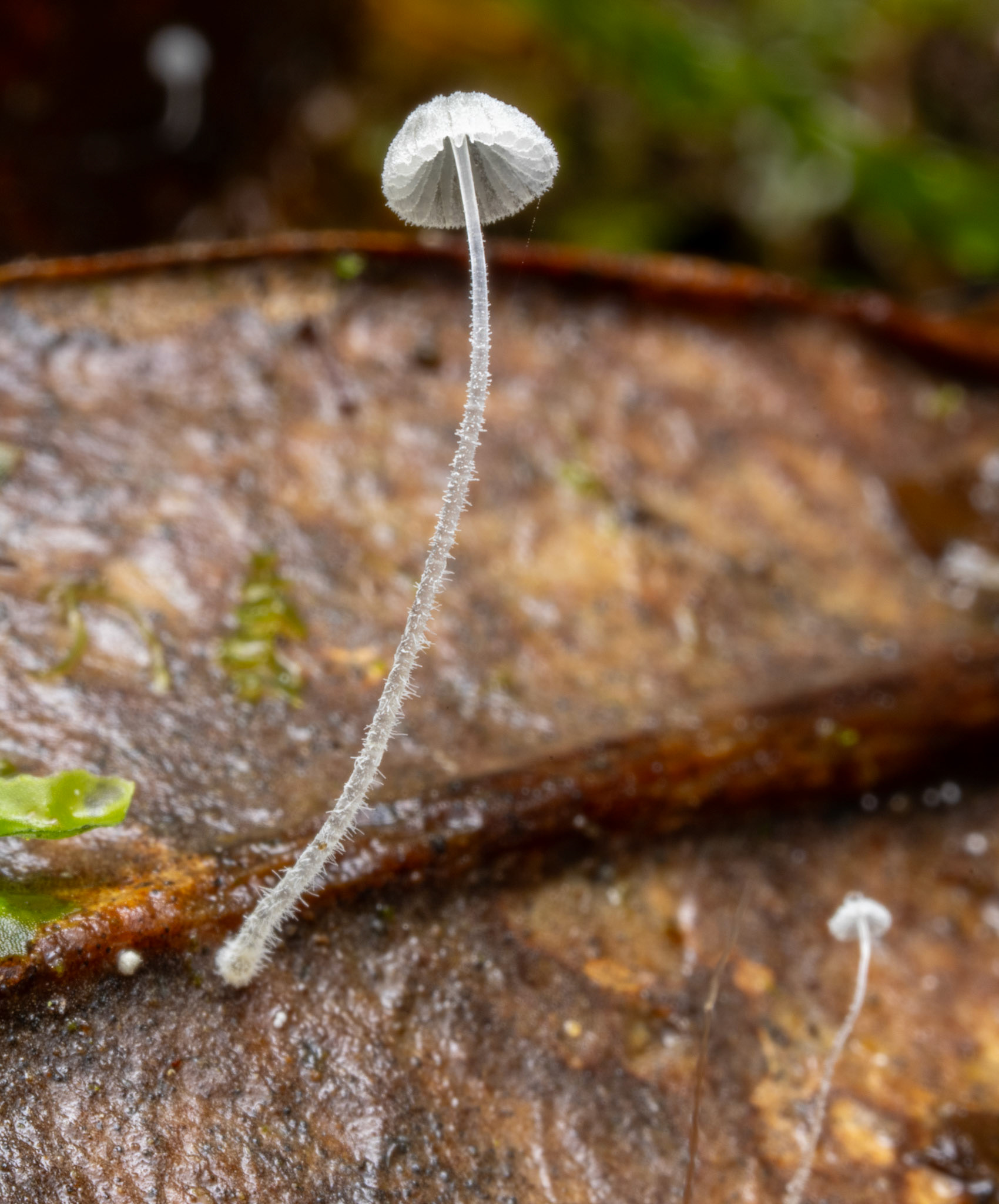 Mycena sp.