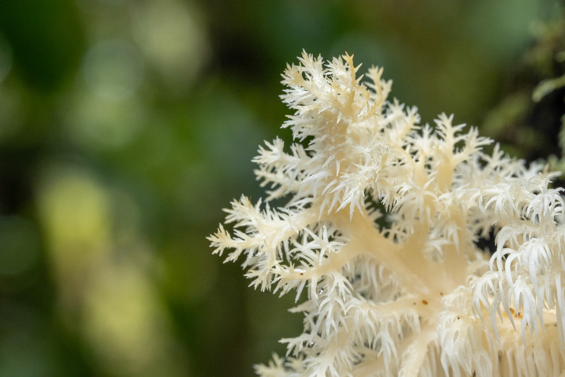Hericium sp.