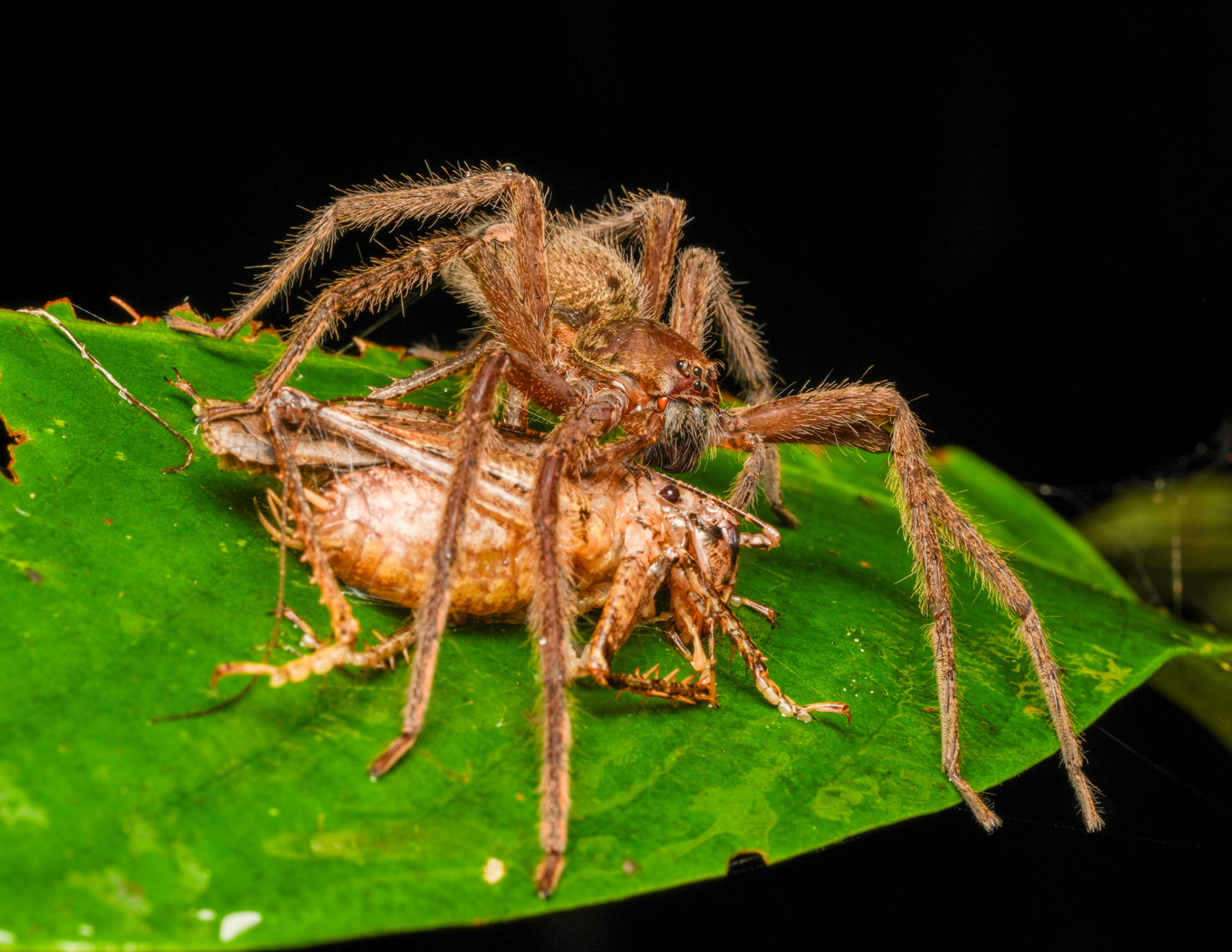 Bromeliad Spiders Genus Cupiennius