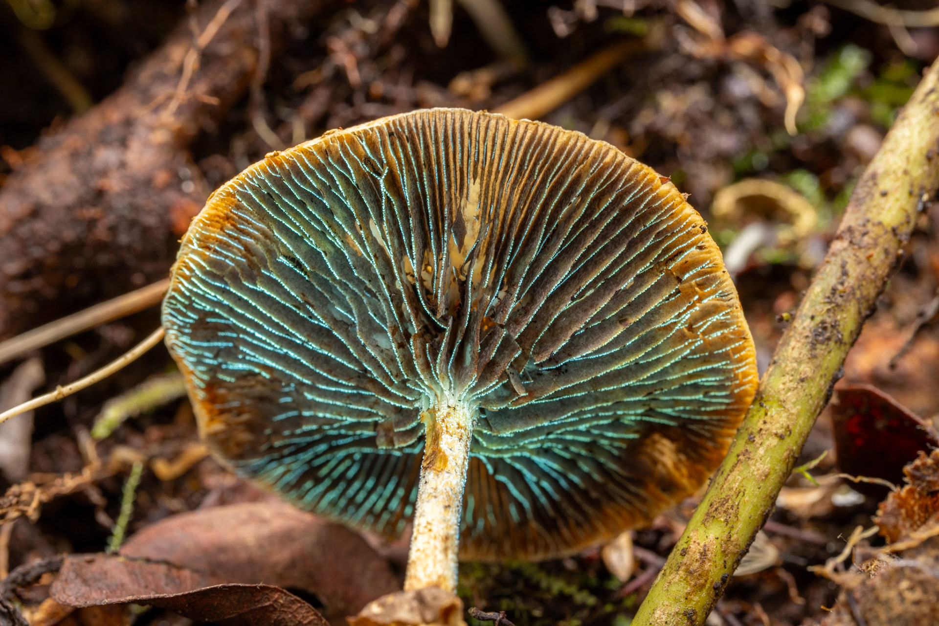 Leratiomyces squamosus UV