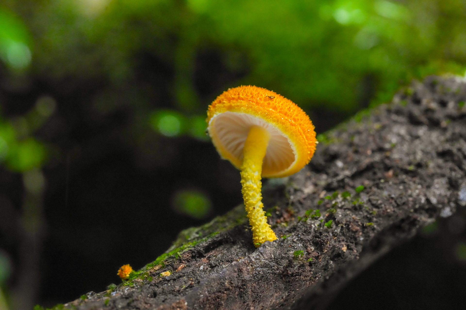 Cyptotrama asprata