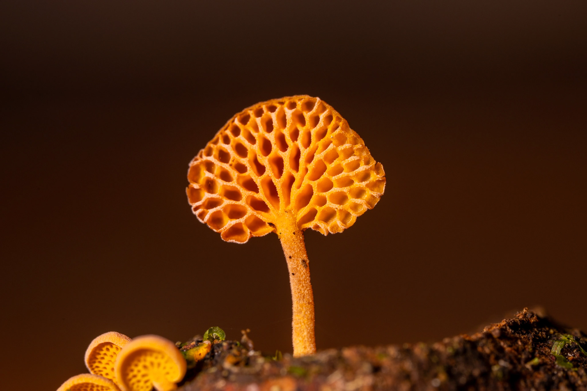 Favolaschia sp.