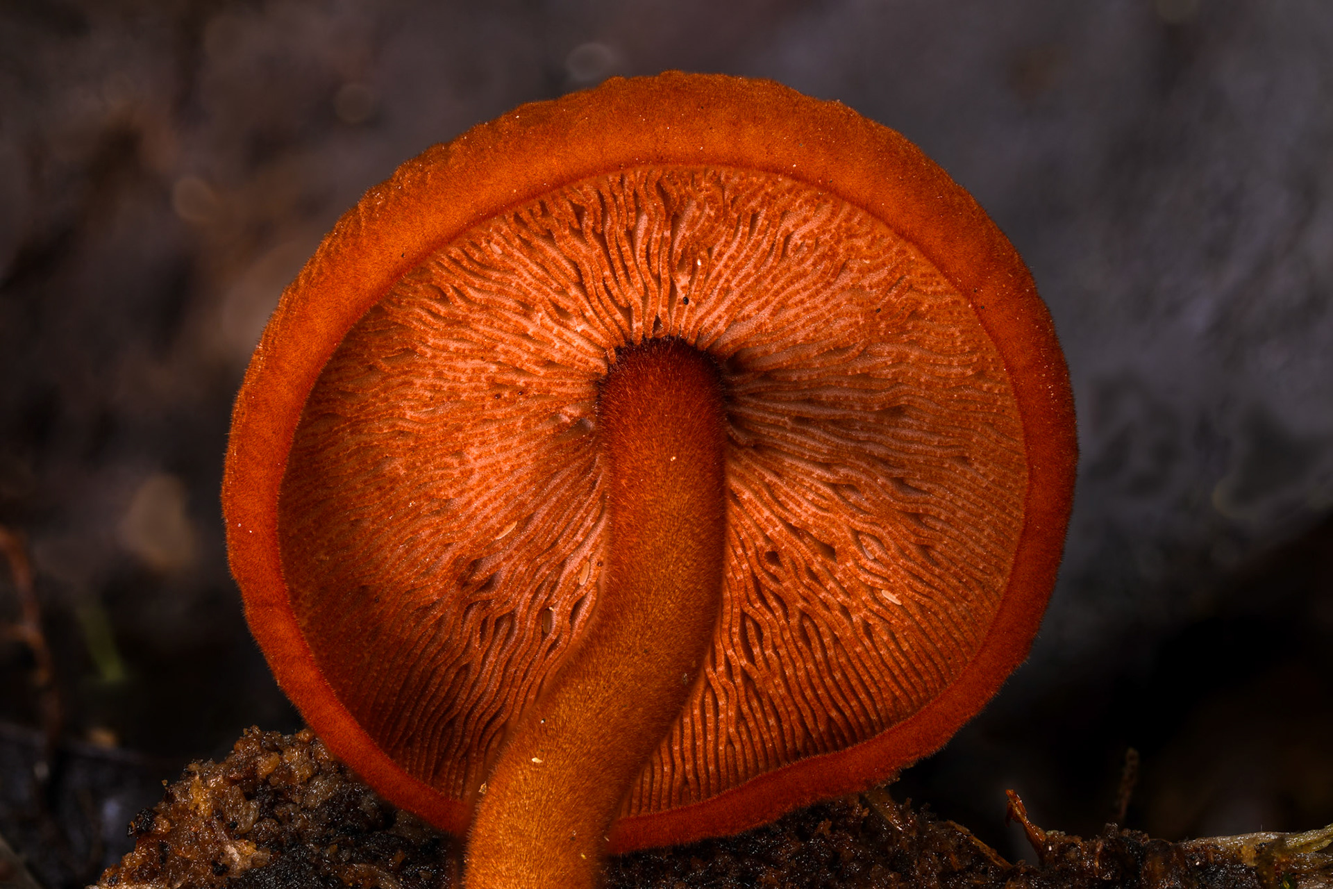 Marasmius cohaerens var. lachnophyllus