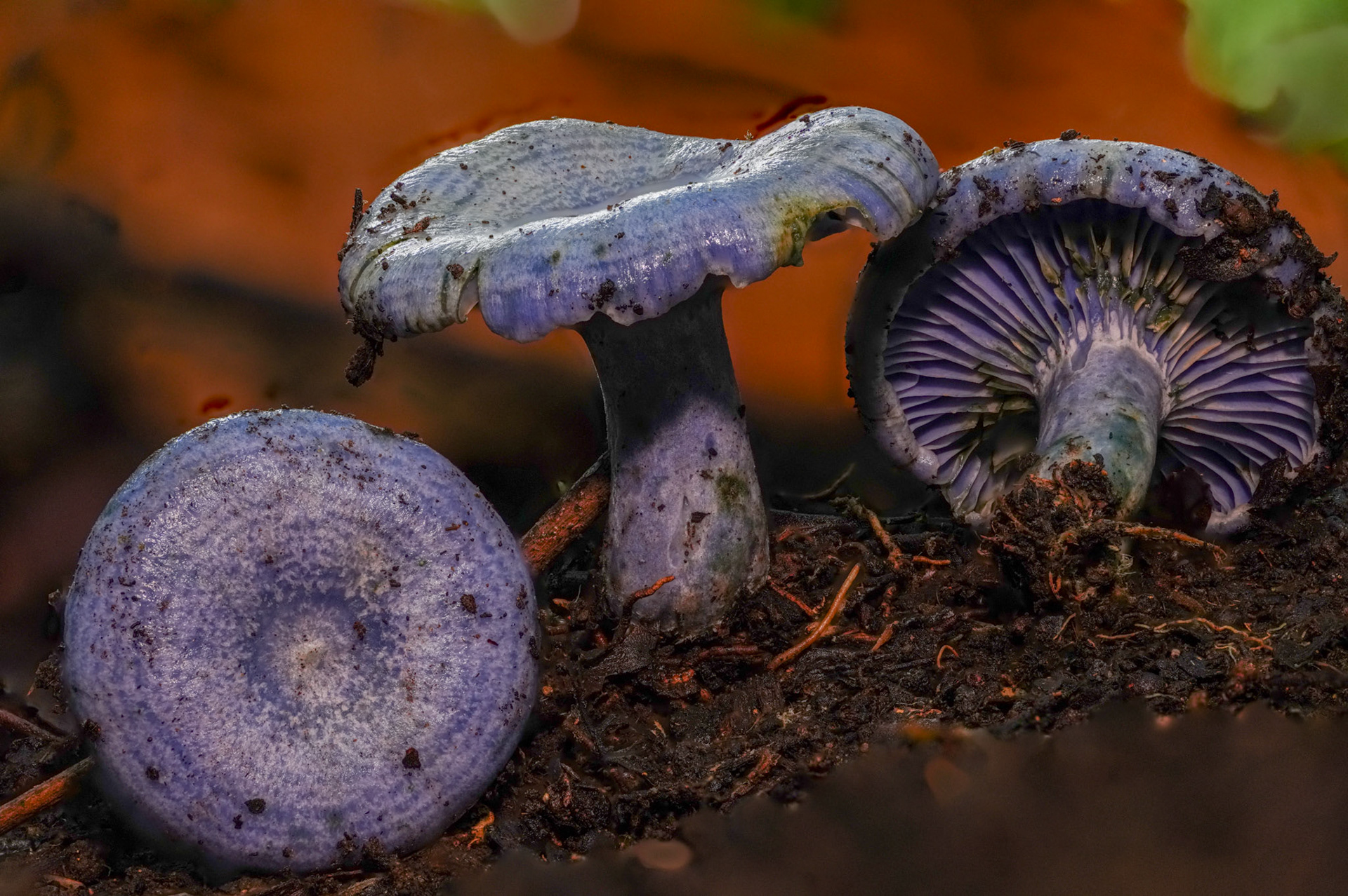 Lactarius indigo