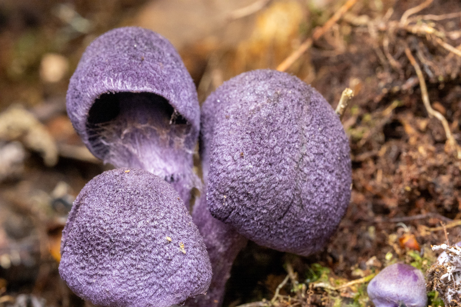 Closely related to C. violaceus