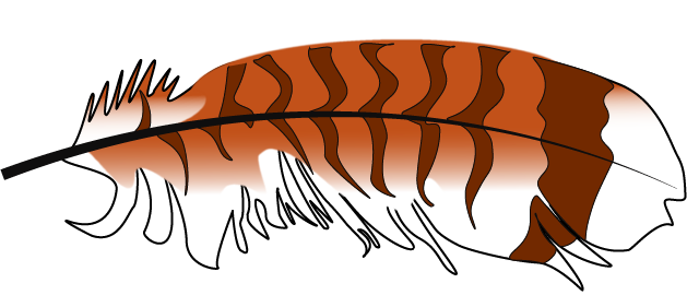Hawk Feather