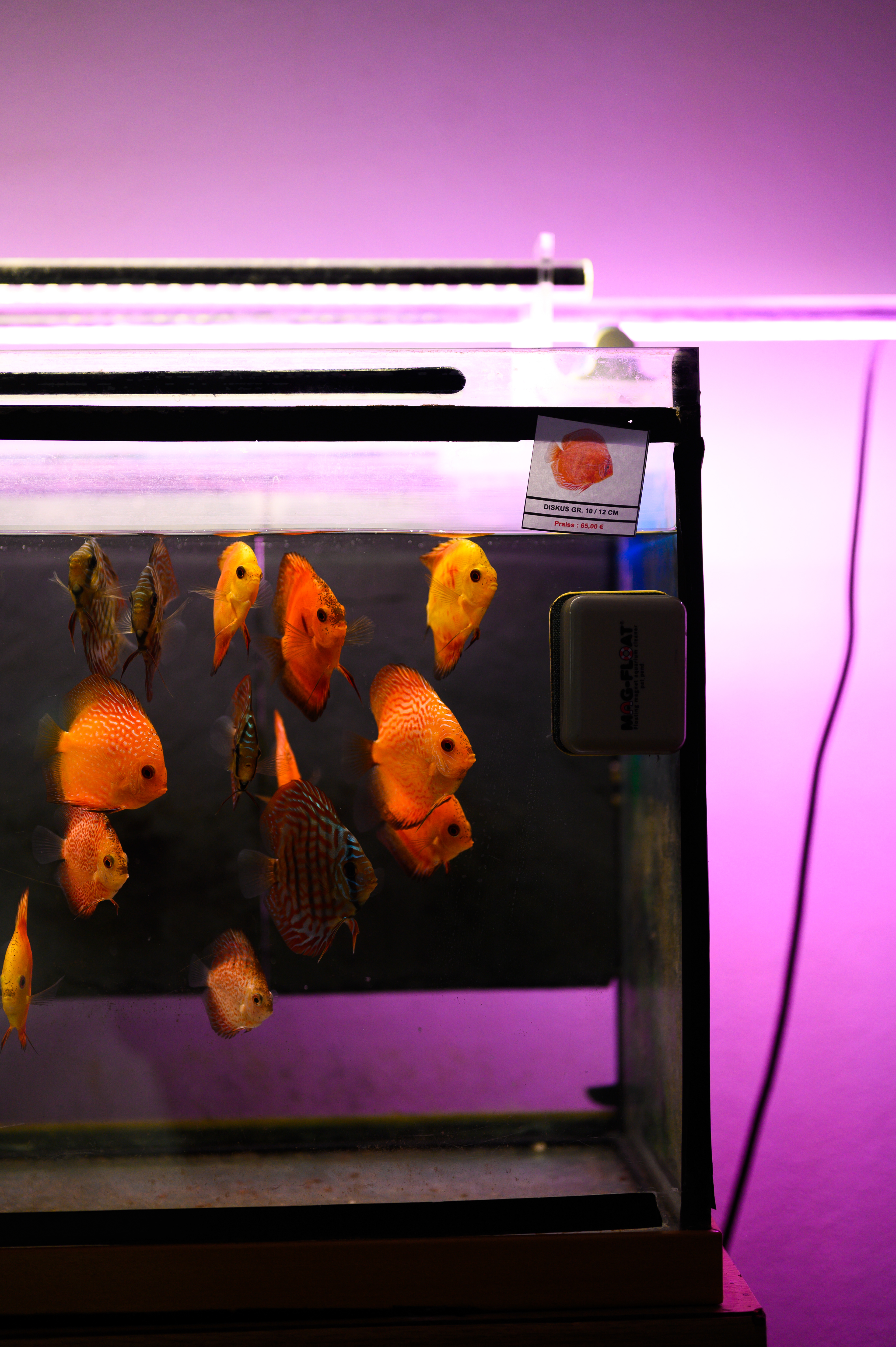 Aquaristic, 2022