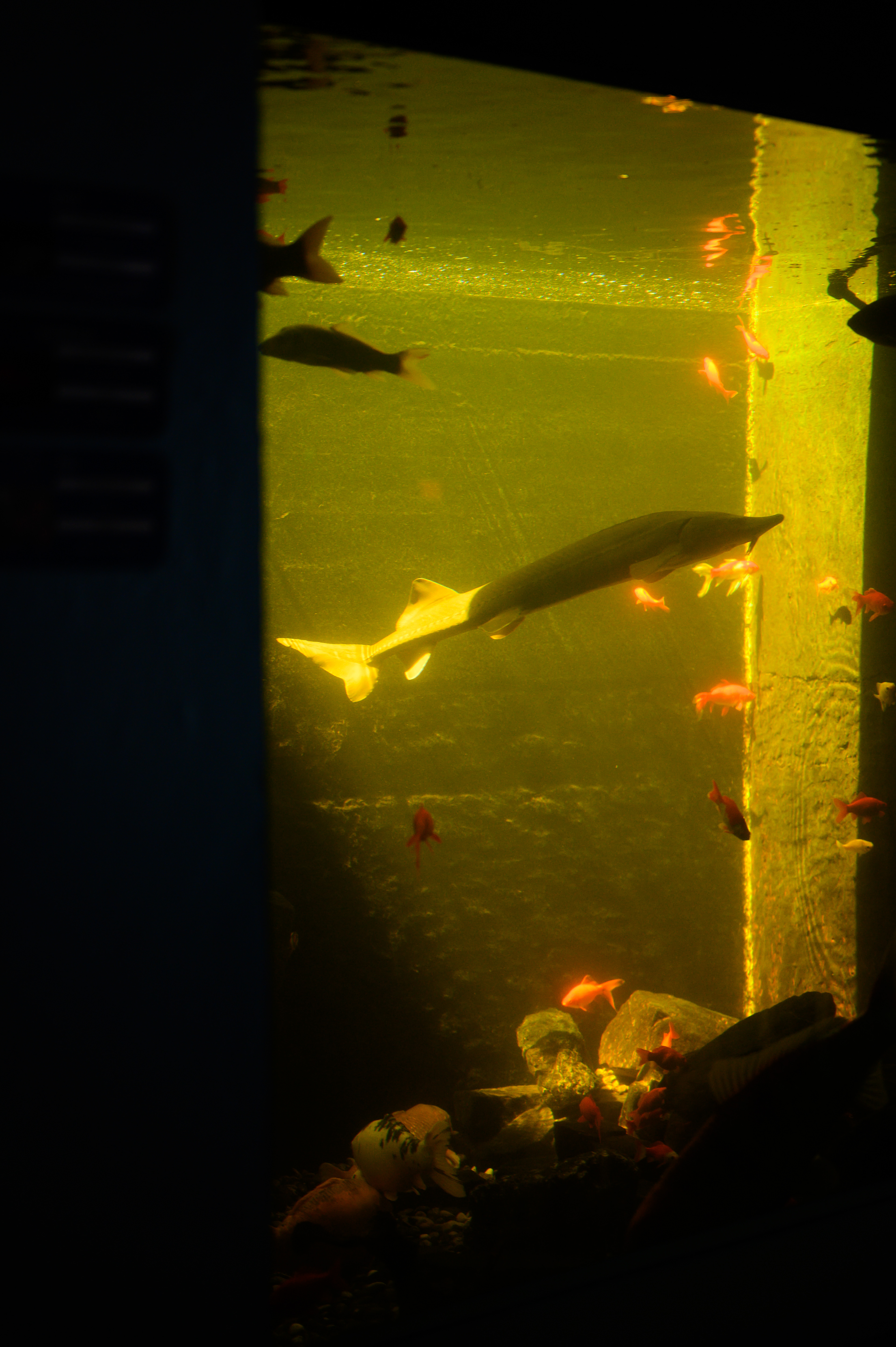 Aquaristic, 2022