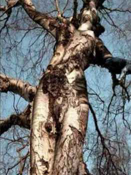 FIGURE TREE RESEARCH