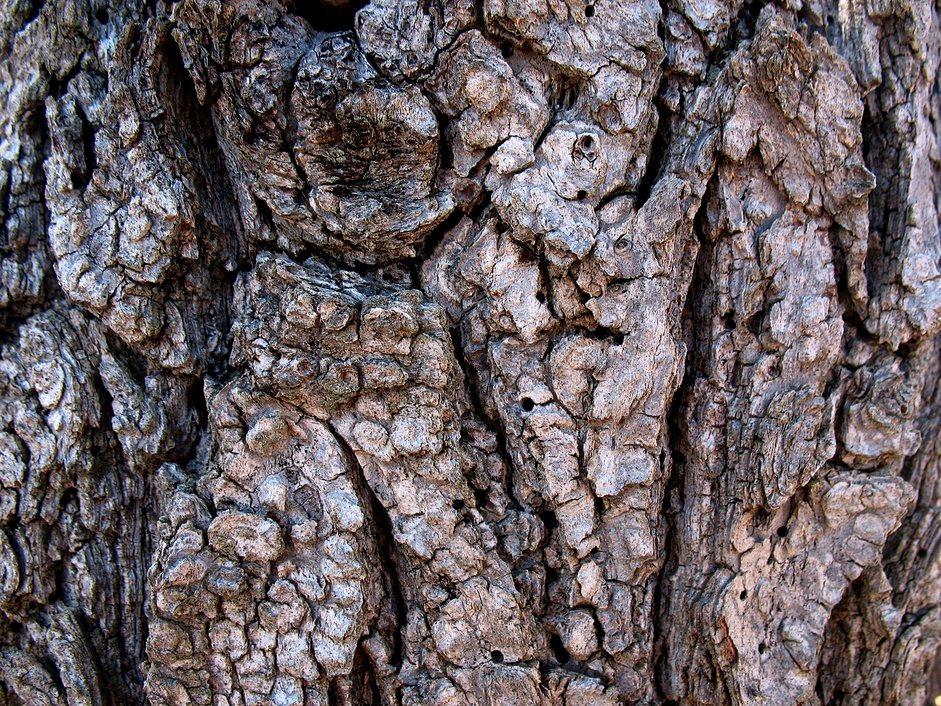 TREE BARK RESEARCH