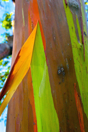 EUCALYPTUS TREE RESEARCH