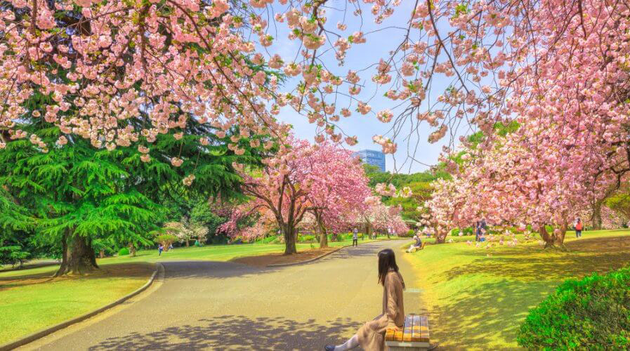 REFERENCE FOR CHERRY BLOSSOM TREE