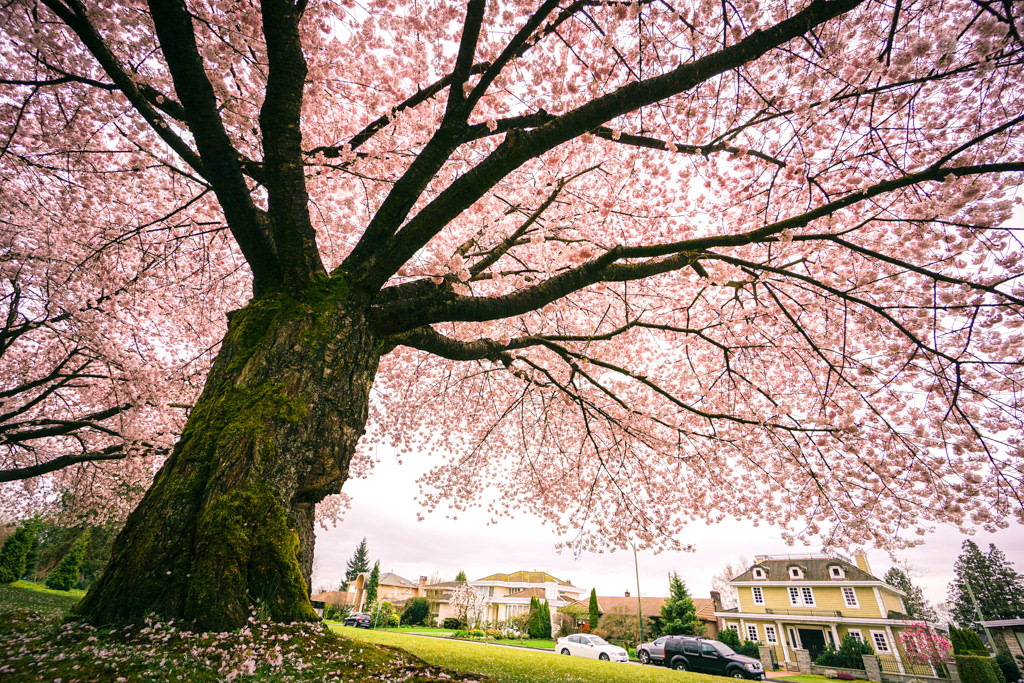 REFERENCE FOR CHERRY BLOSSOM TREE