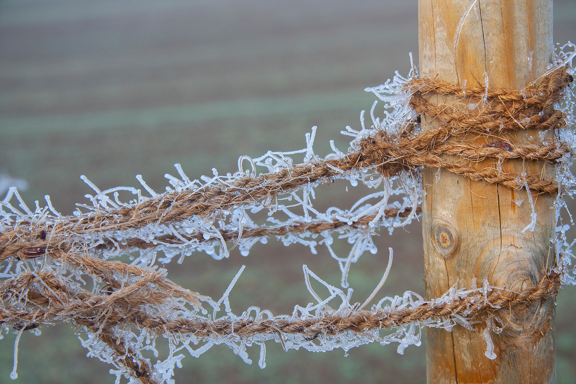 Frost