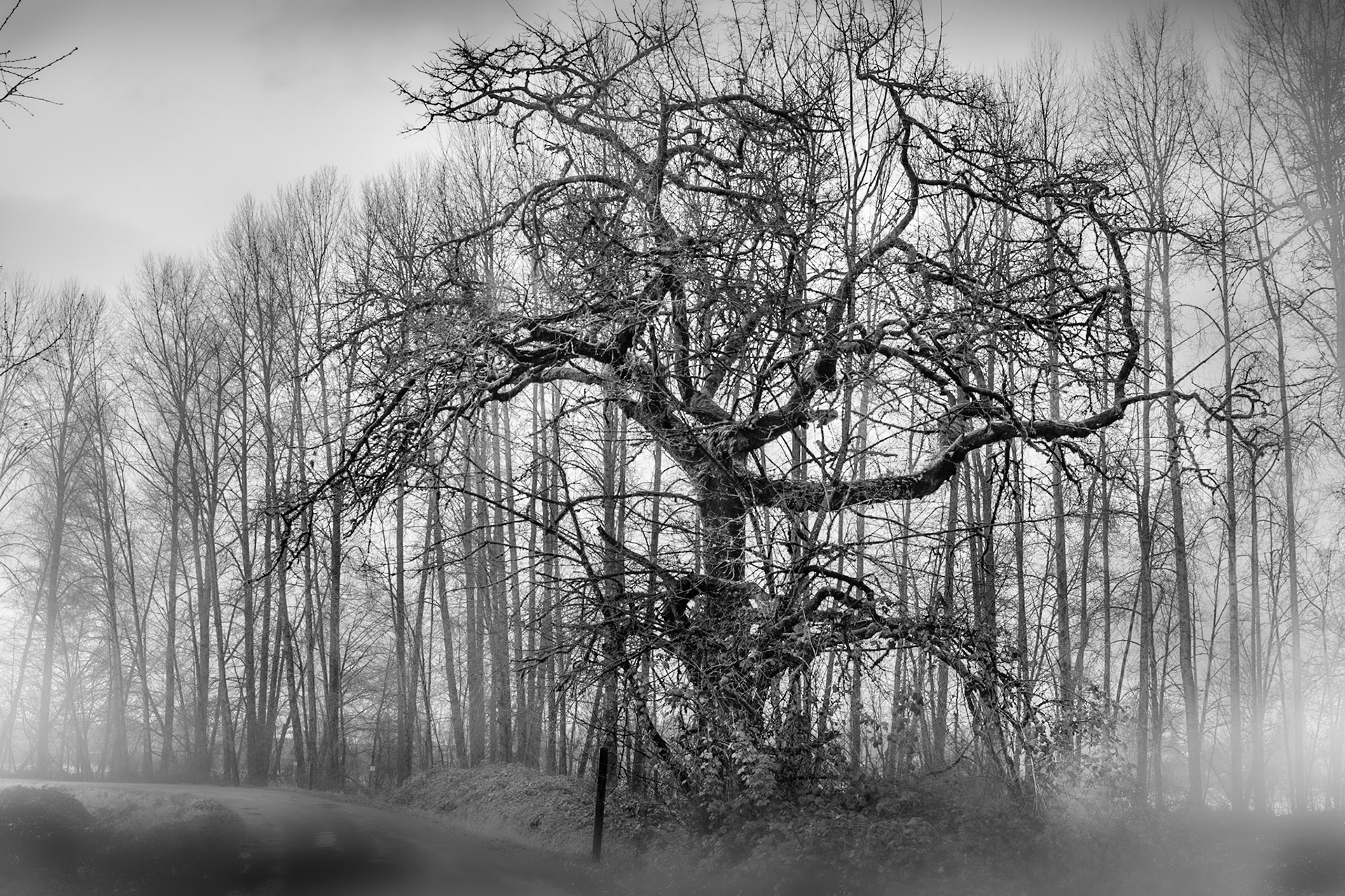 Tree in Mist