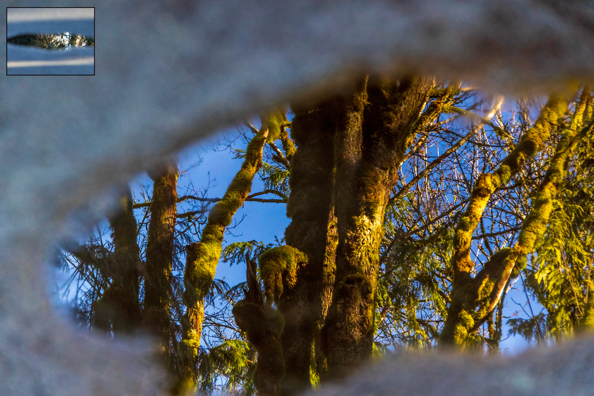 Portal to The Woodland