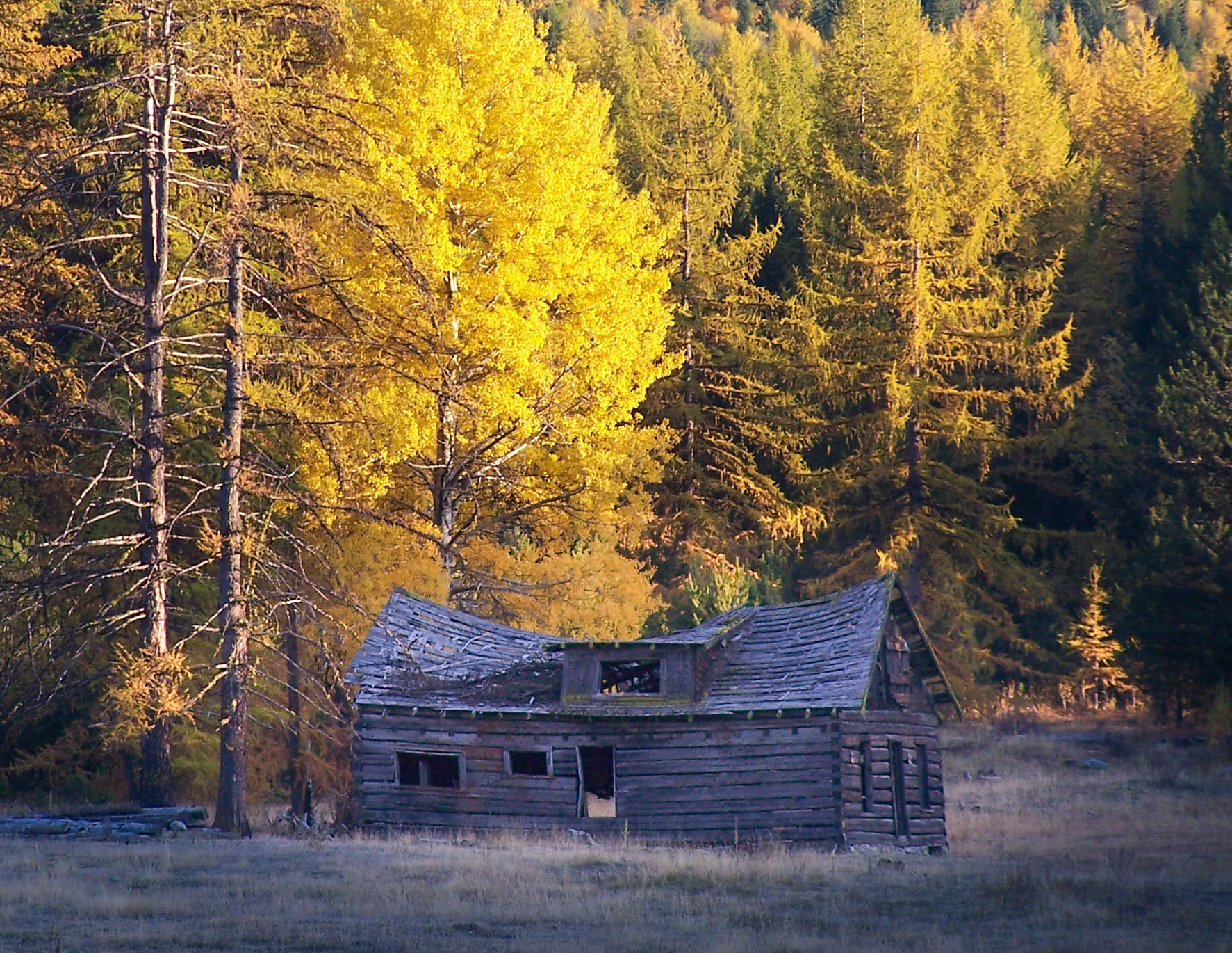 Sunny Larch Cabin