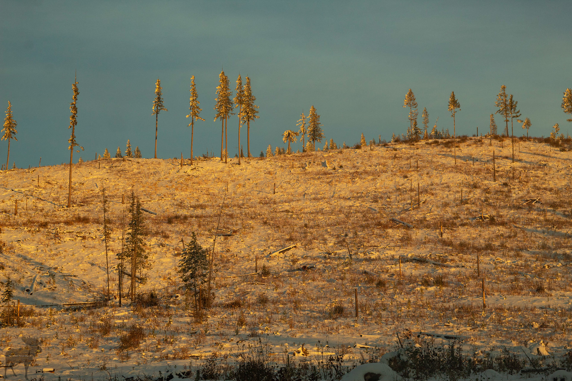 Logged Hill at Sunset