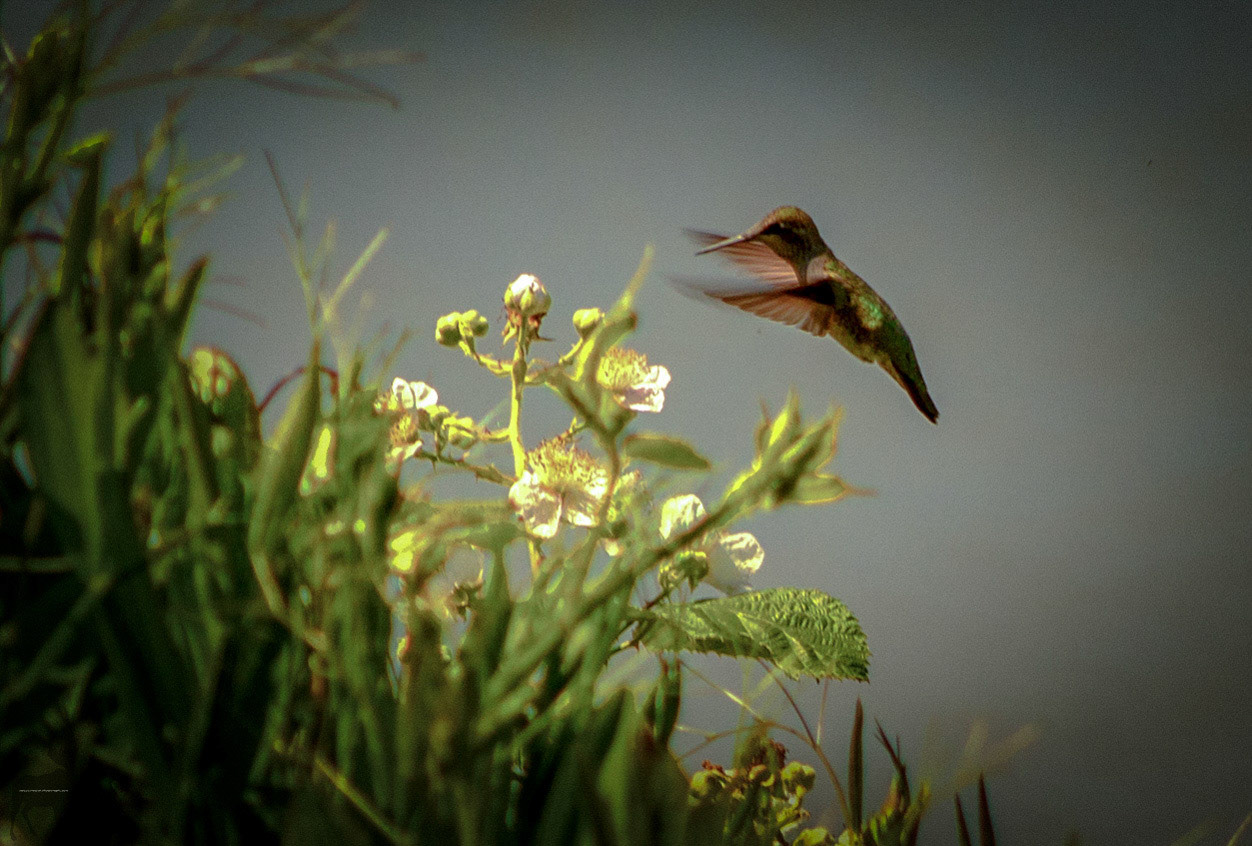 Humming Bird Feeding