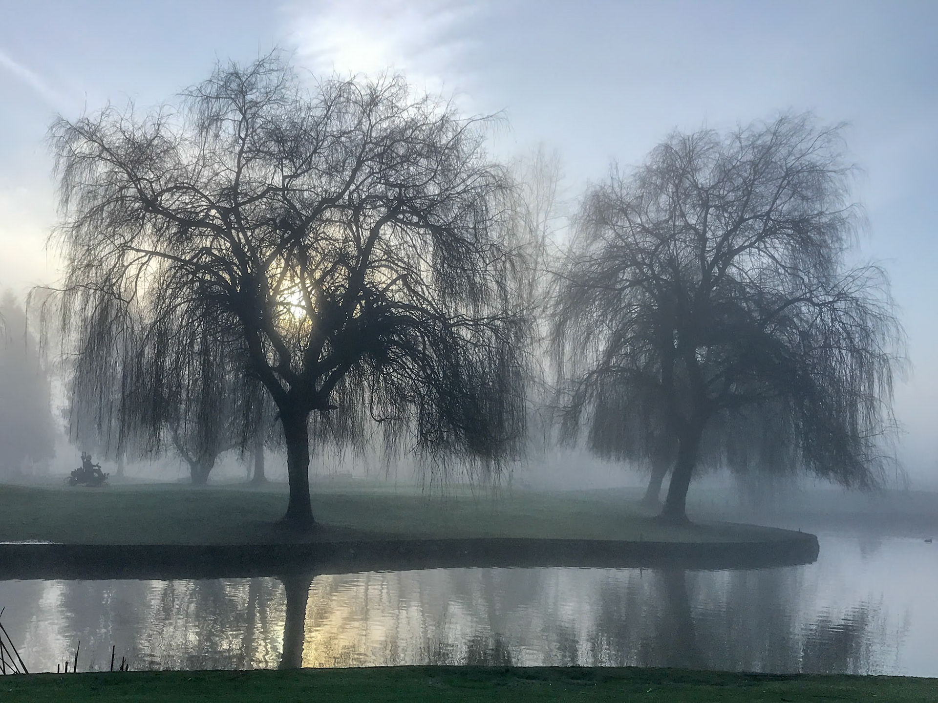 Willows in the Mist