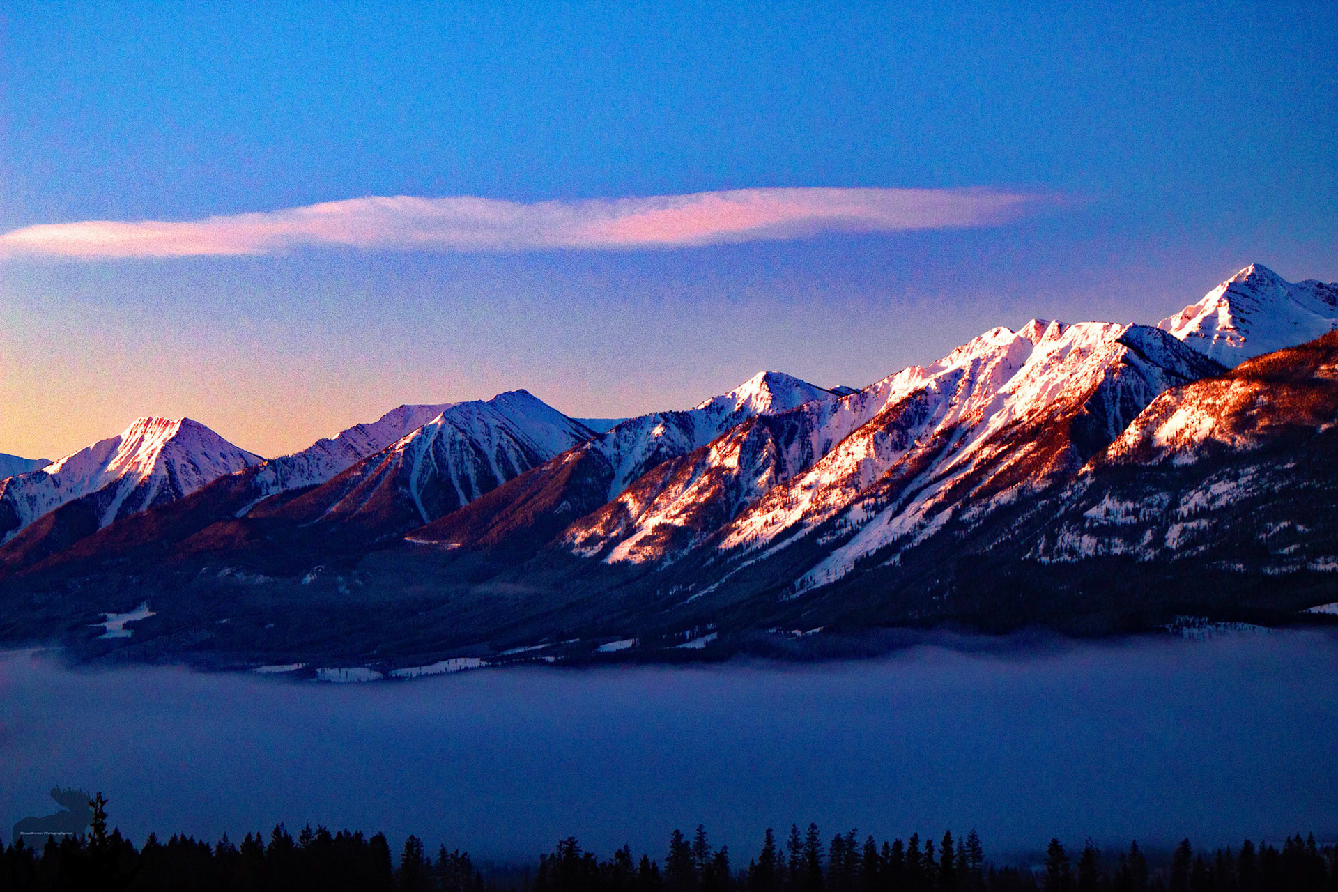 Behind Golden at Sunrise