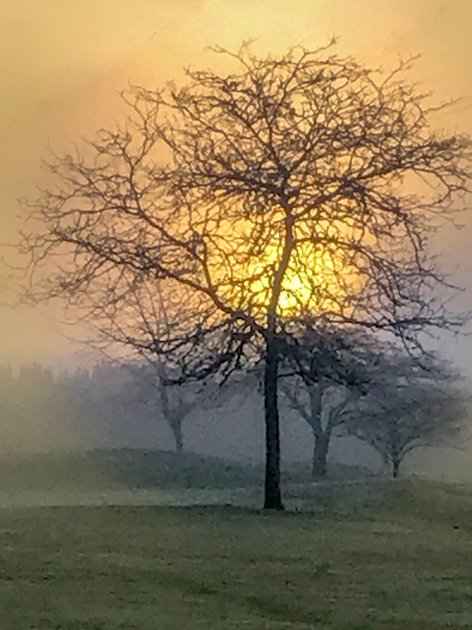 Misty Morning Pin Oak
