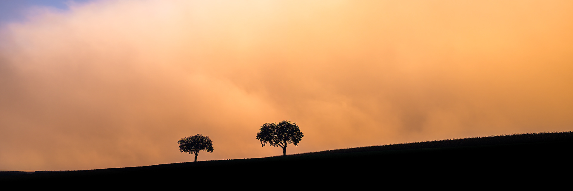 Deux arbres - (c) Crédits Ju Walspeck