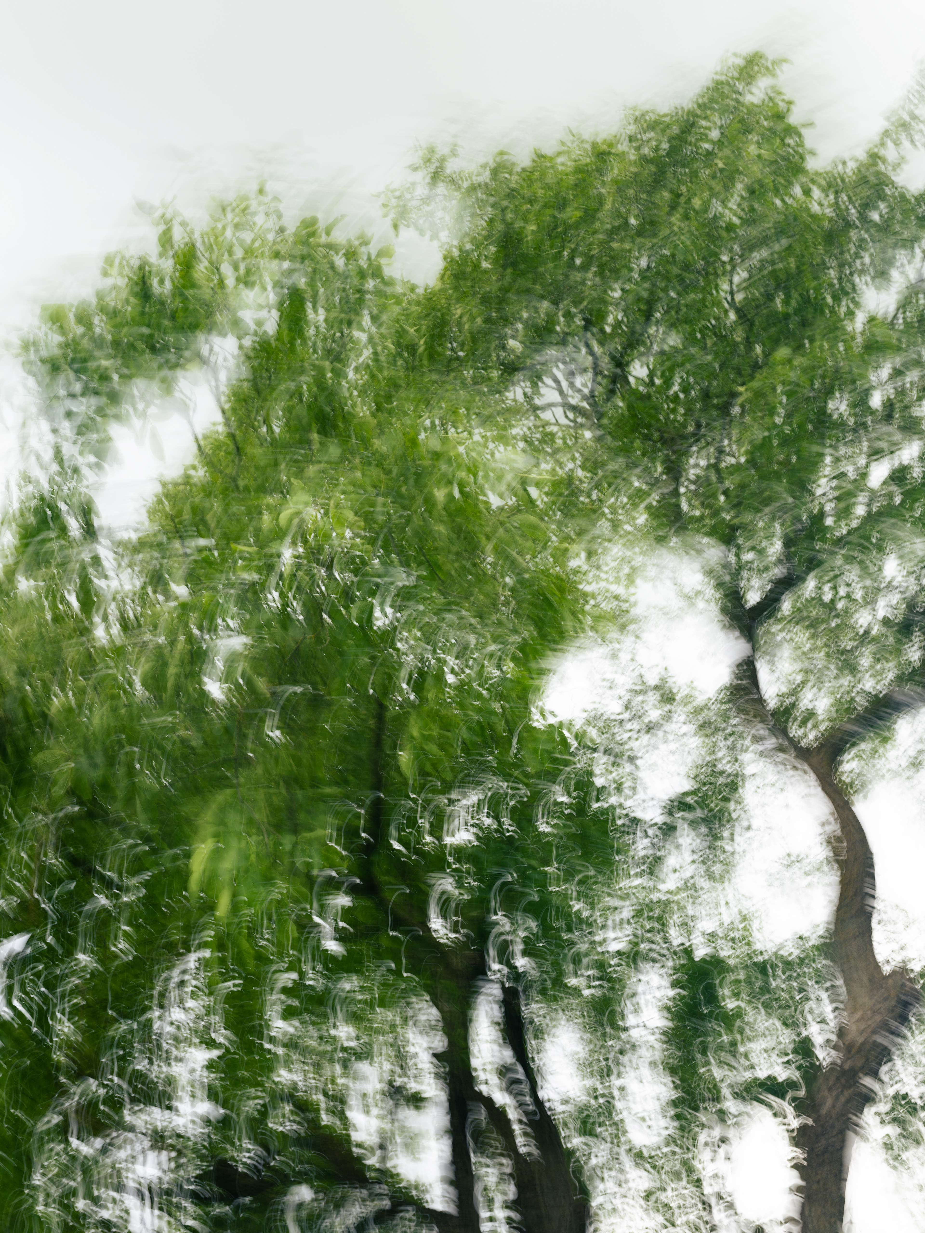 Feuilles en suspens | (c) Ju Walspeck