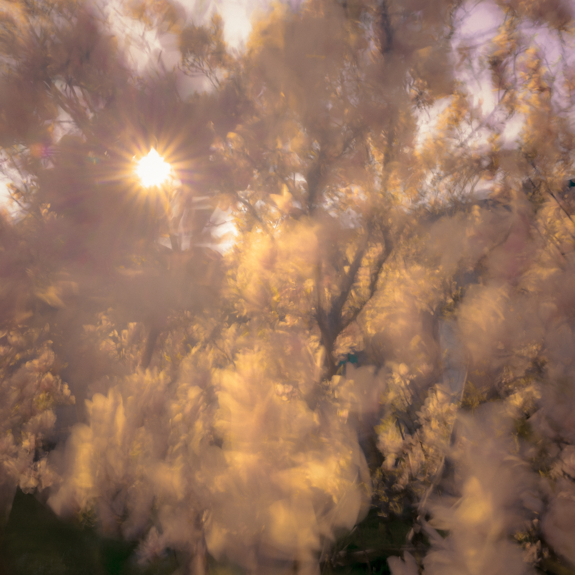 Brillance végétale - (c) Crédits Ju Walspeck