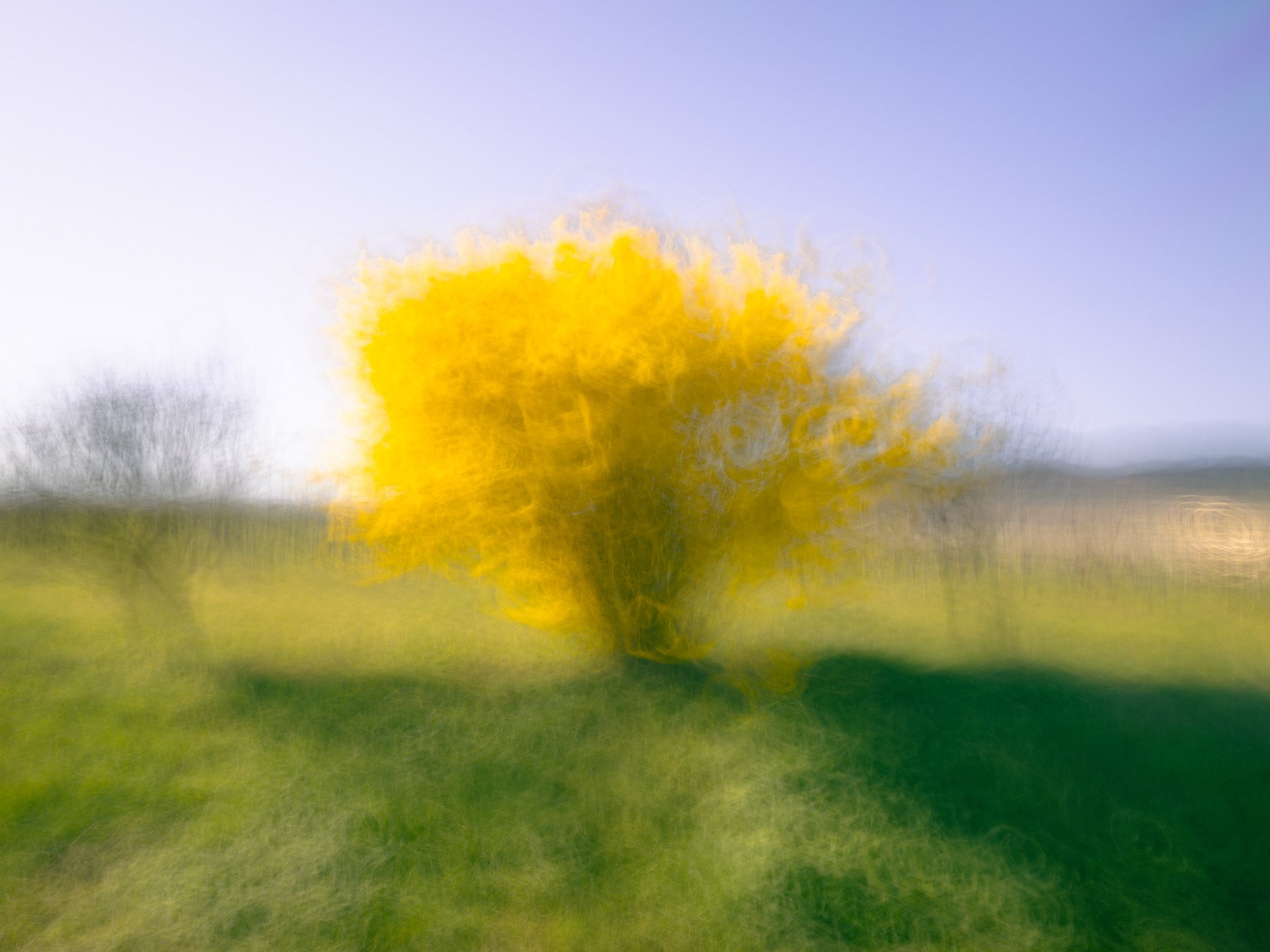 Buisson d'or - (c) Crédits Ju Walspeck