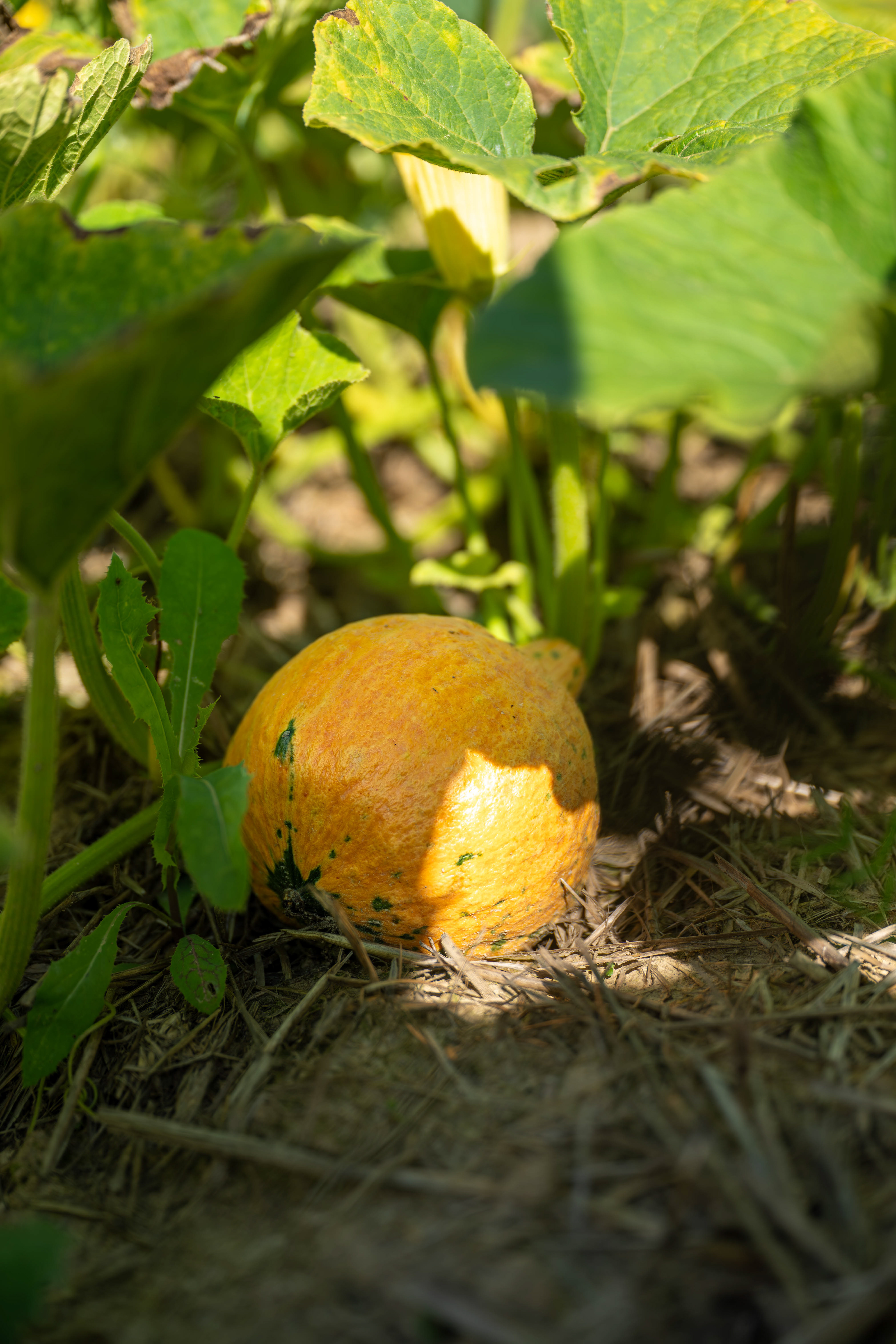 (c) Crédits Ju Walspeck