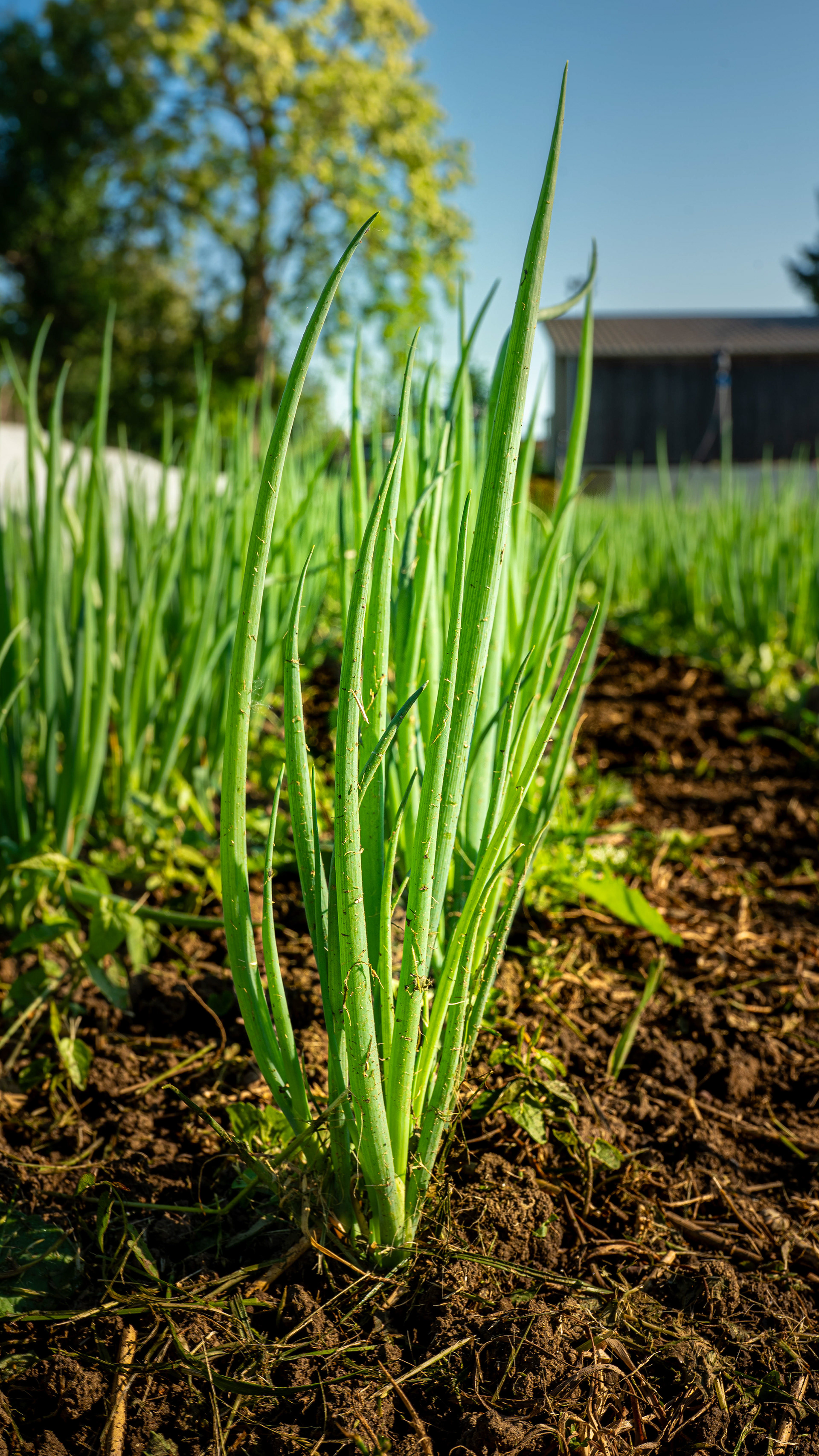 (c) Crédits Ju Walspeck