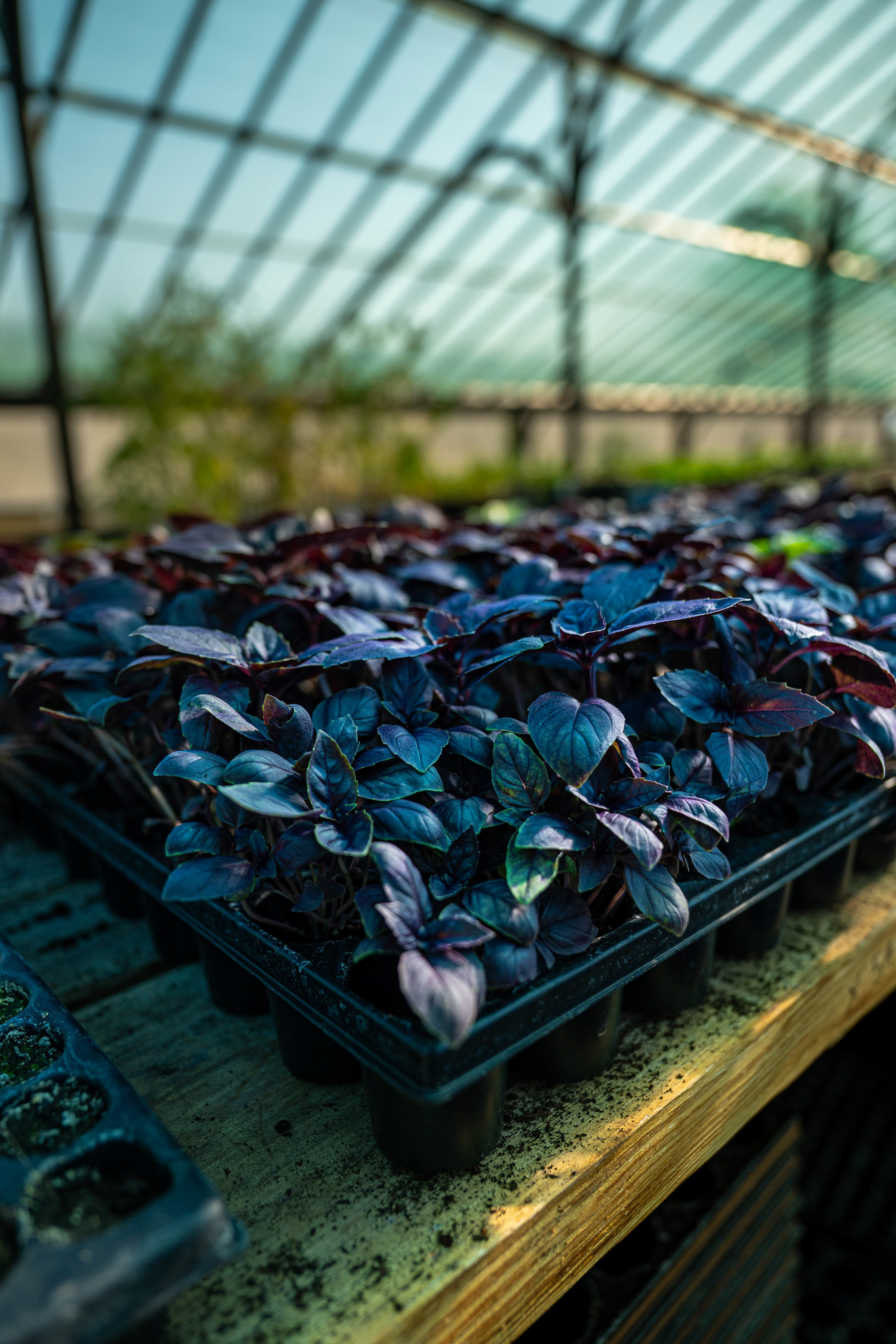 (c) Crédits Ju Walspeck