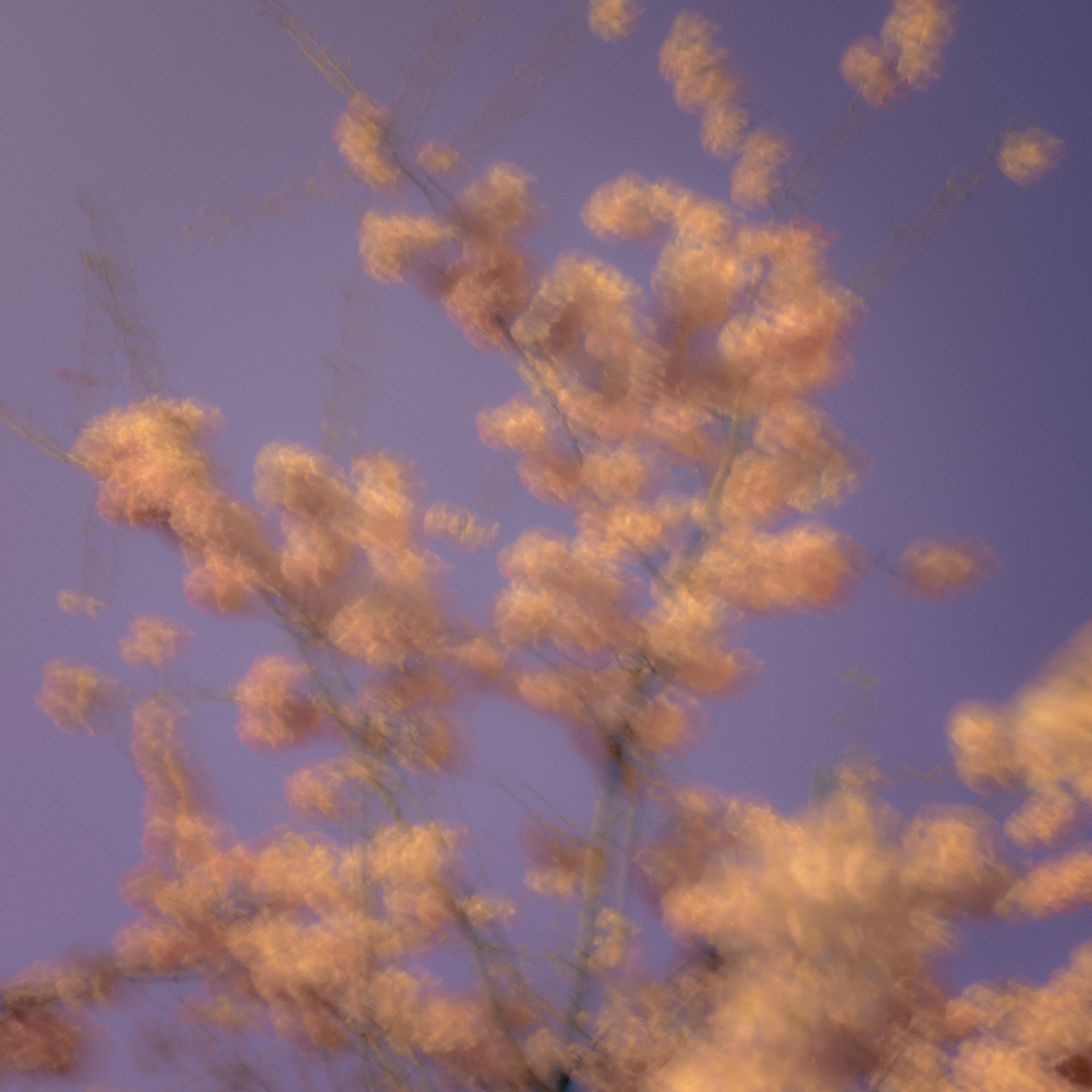 Eclat de magnolia - (c) Crédits Ju Walspeck