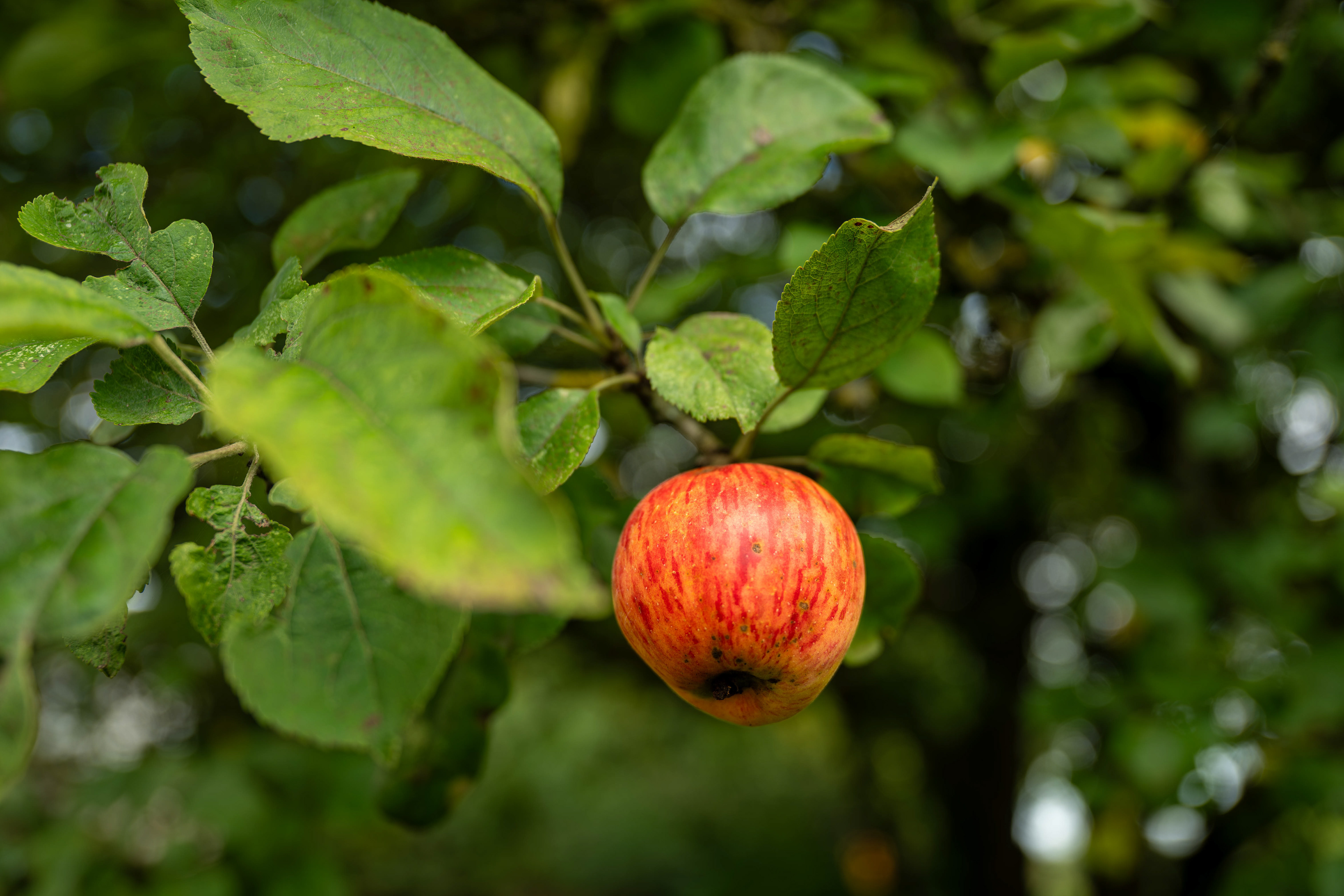 (c) Crédits Ju Walspeck